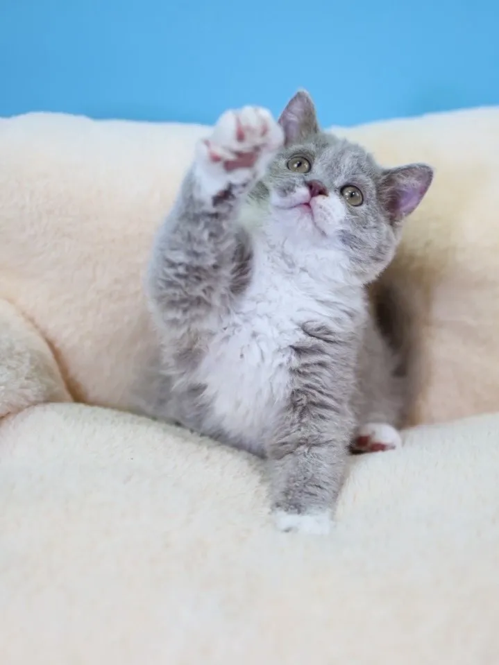 紫丁香加白賽爾凱捲毛弟弟