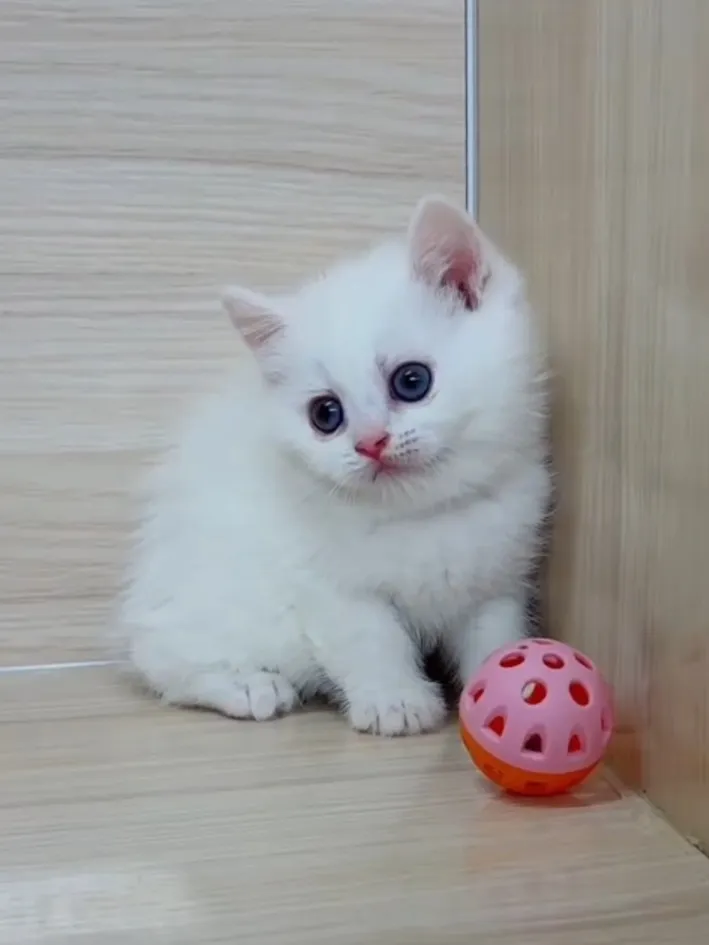 紅重點英短弟弟