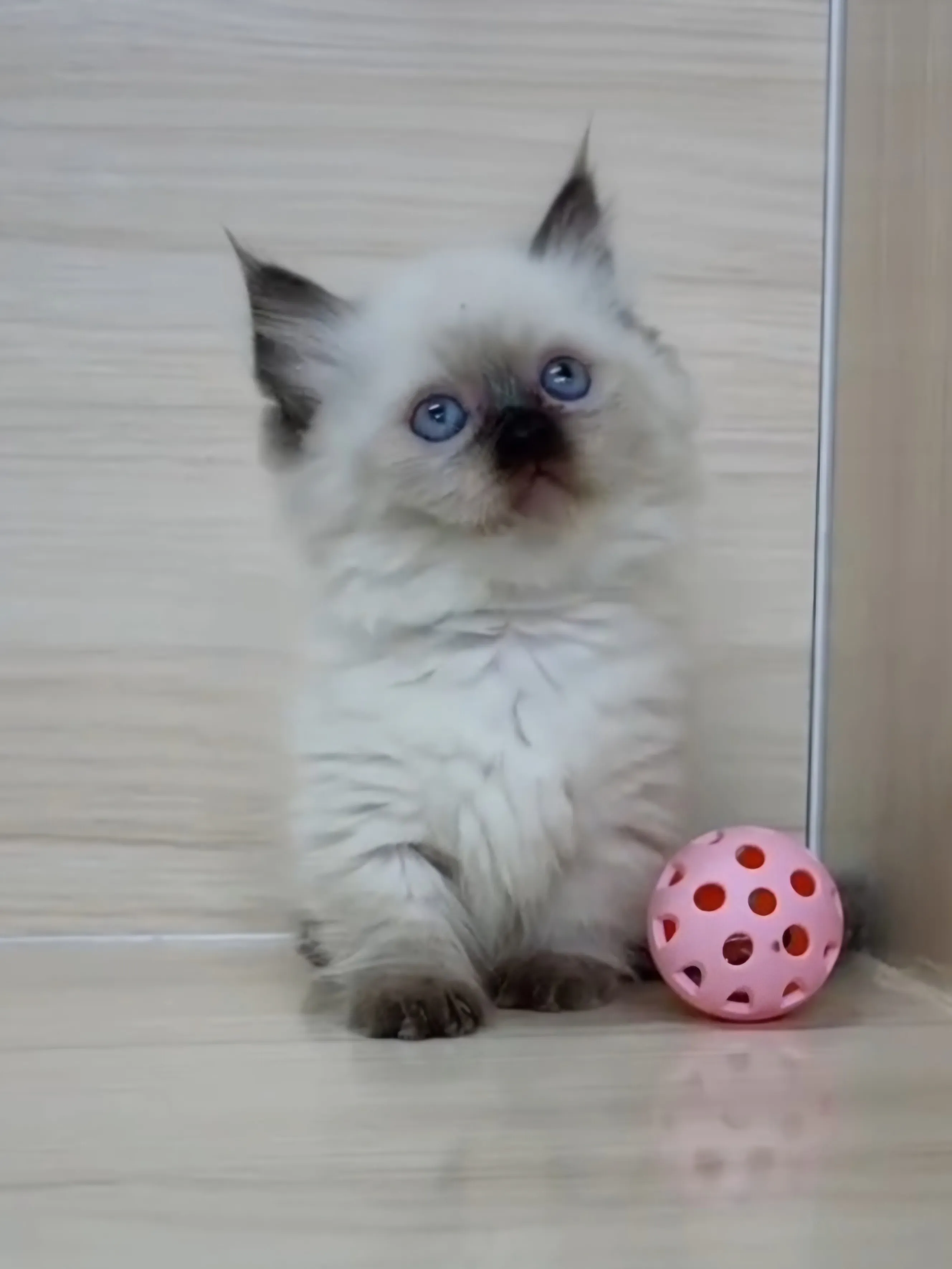 重點布偶小部舞曲妹妹