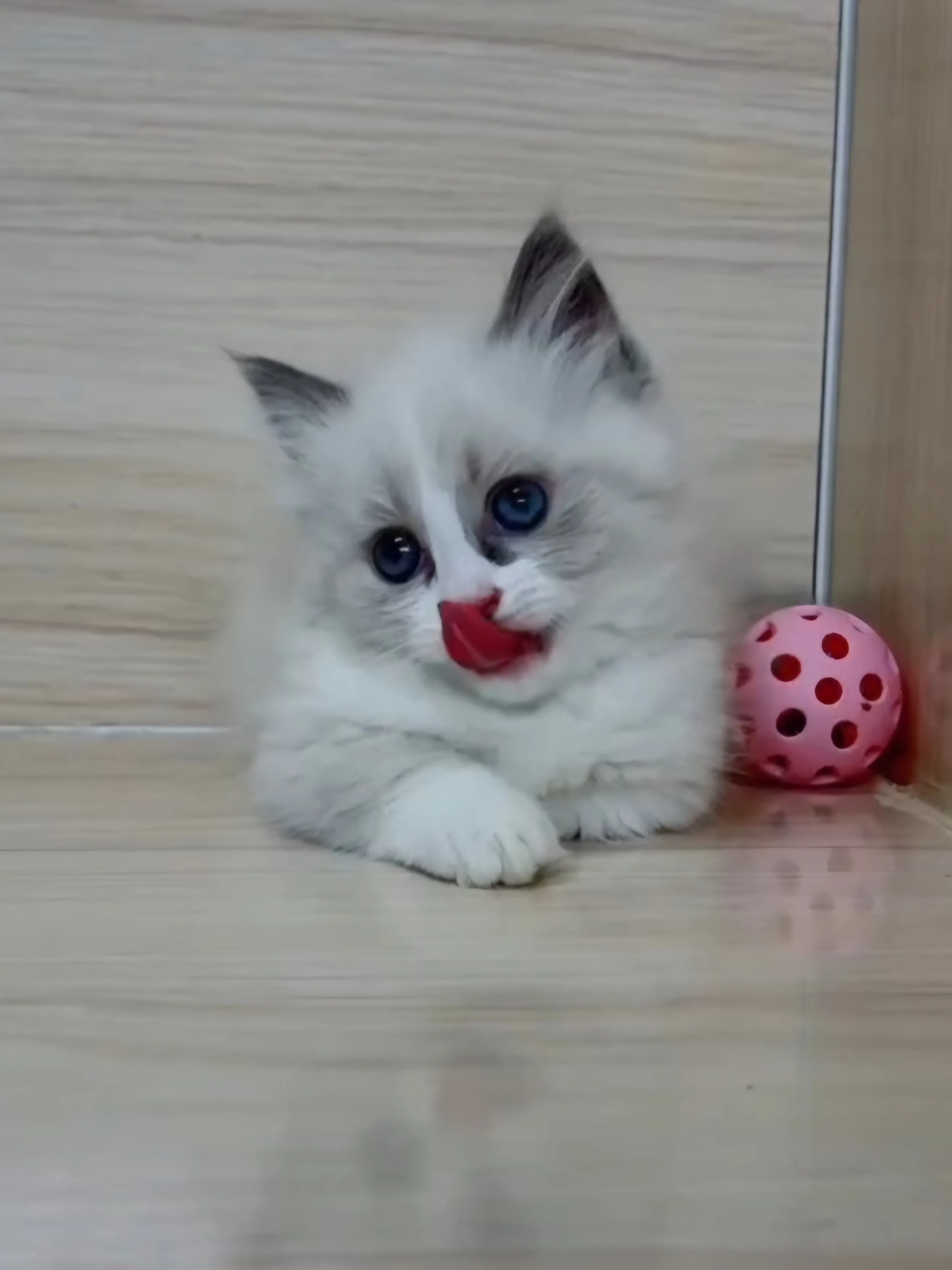 海雙布偶小布舞曲妹妹