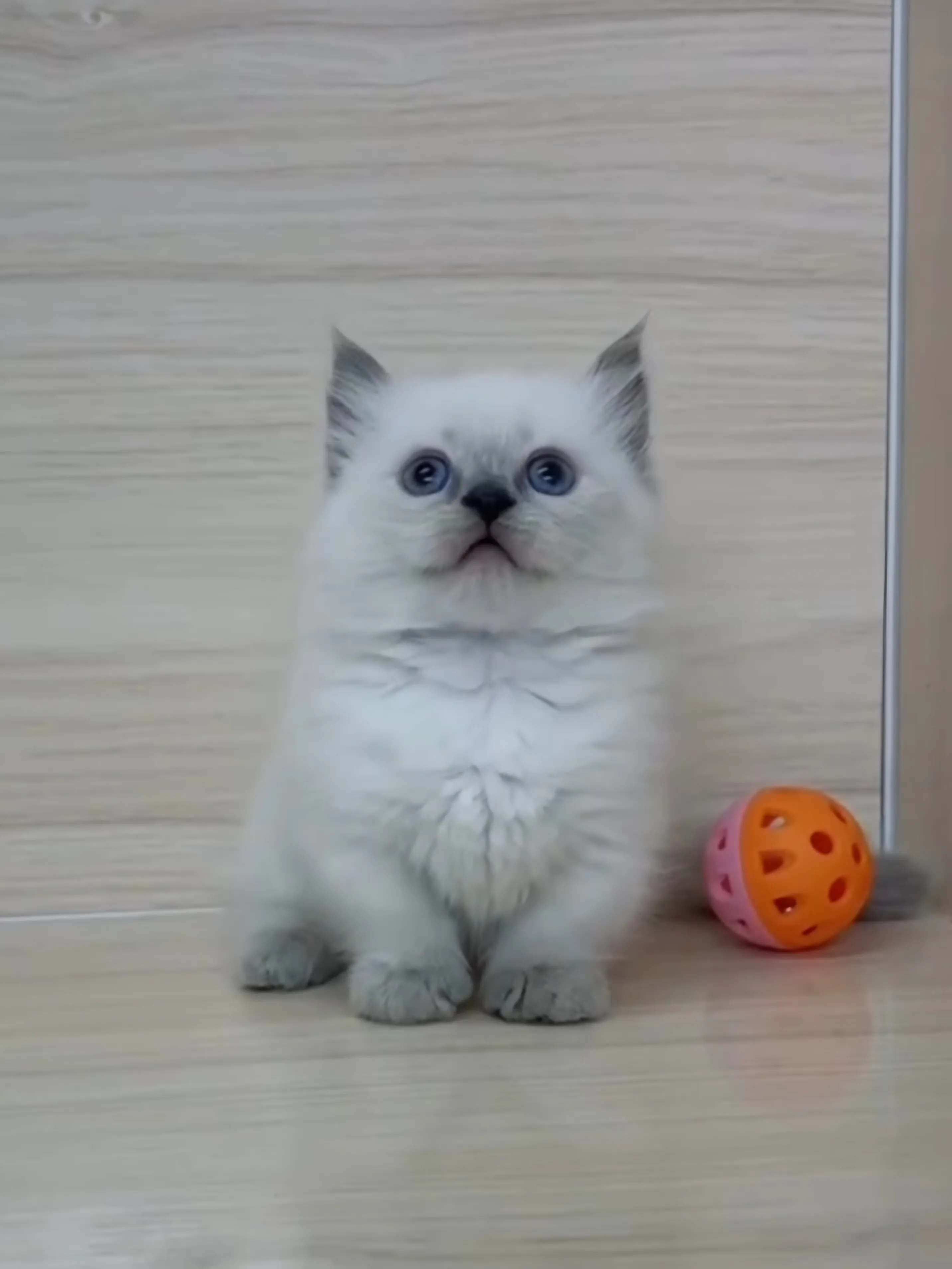 藍重點布偶小部舞曲妹妹 (已找到家人)