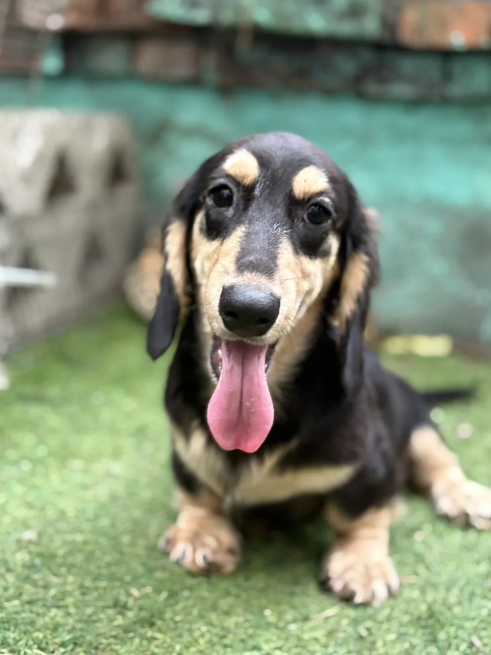 黑奶油長毛臘腸弟弟