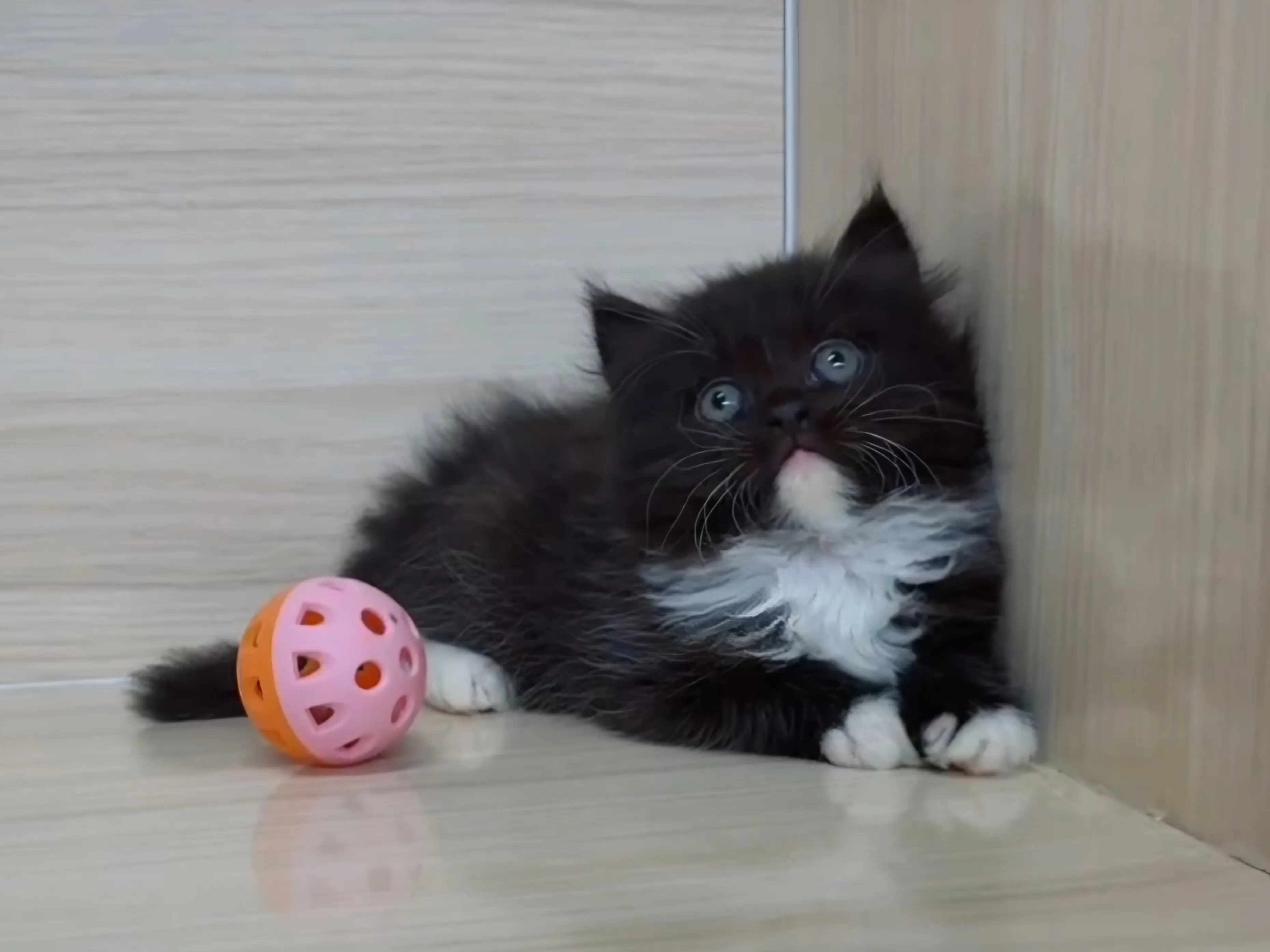 黑白英長妹妹 (已找到家人)