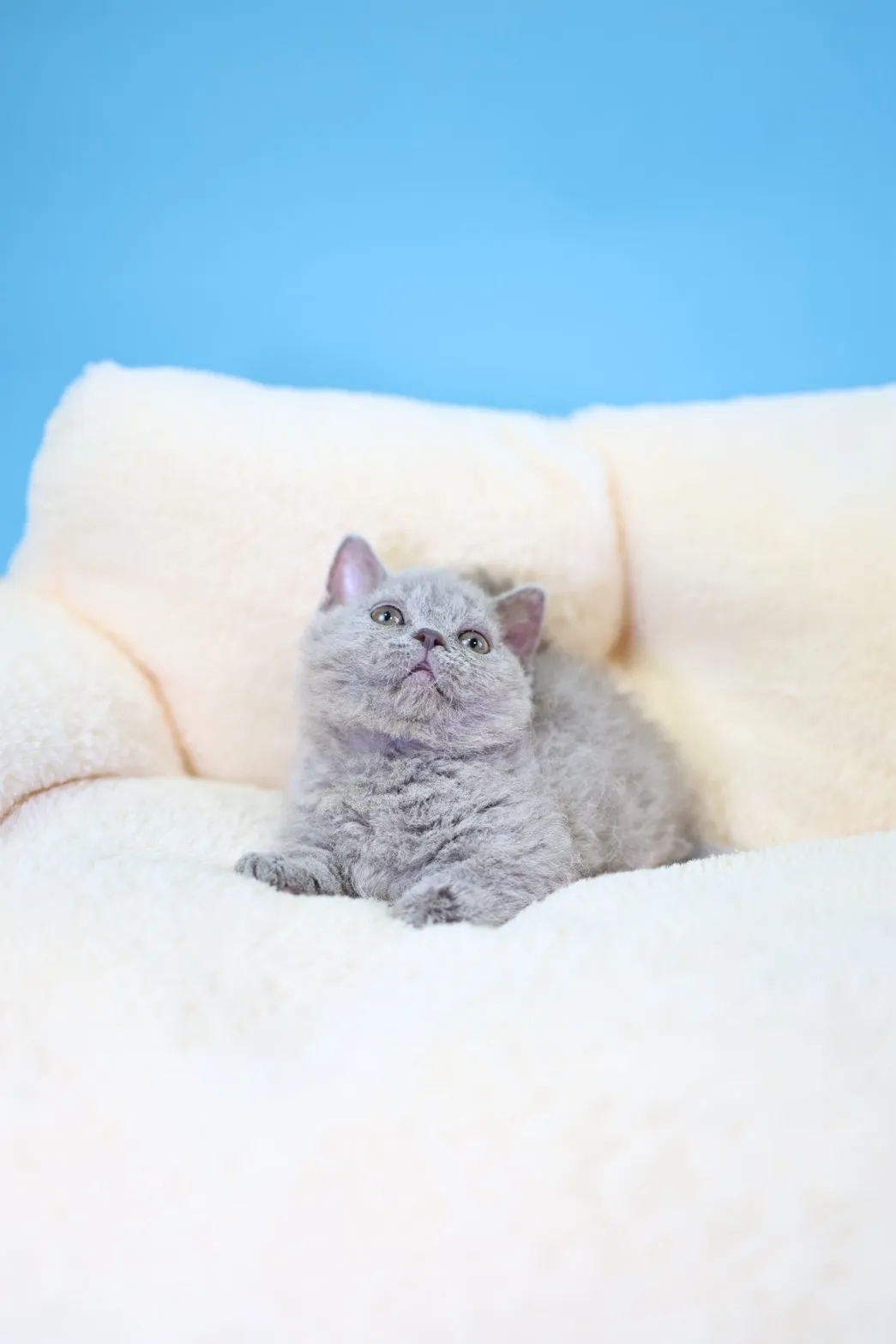 塞爾凱克卷毛短腳弟弟