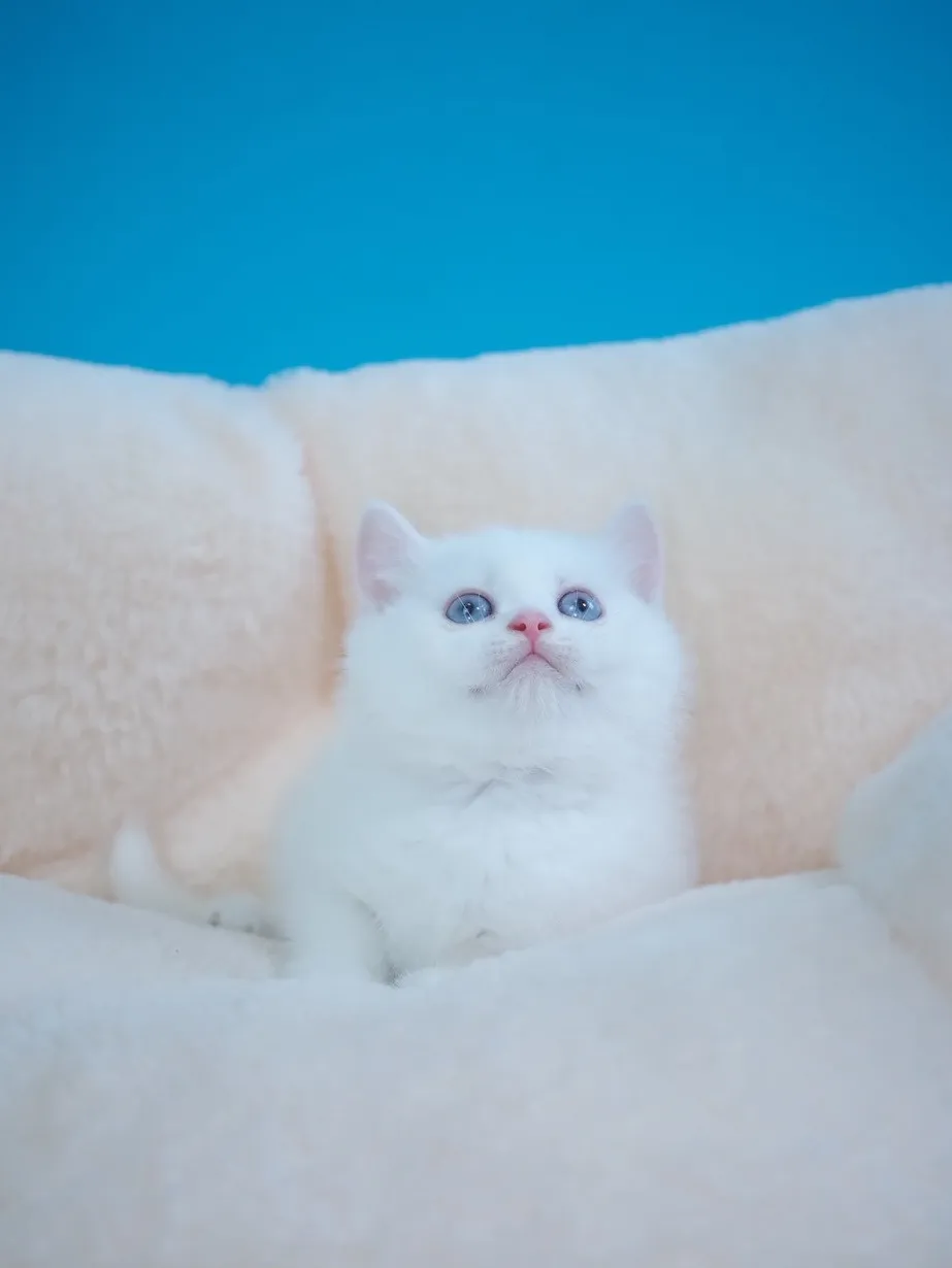 紅重點英短弟弟