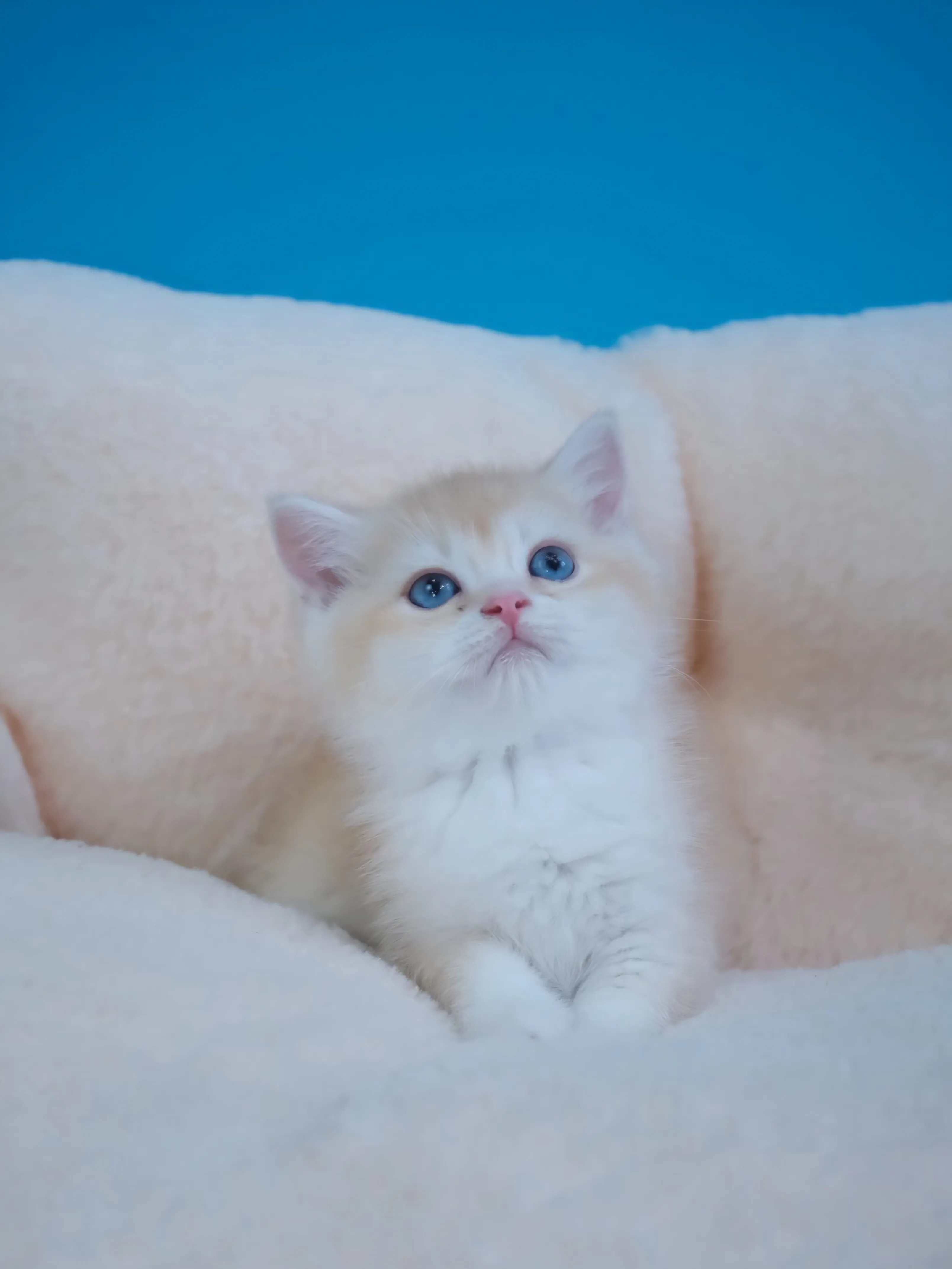 奶茶金英短弟弟