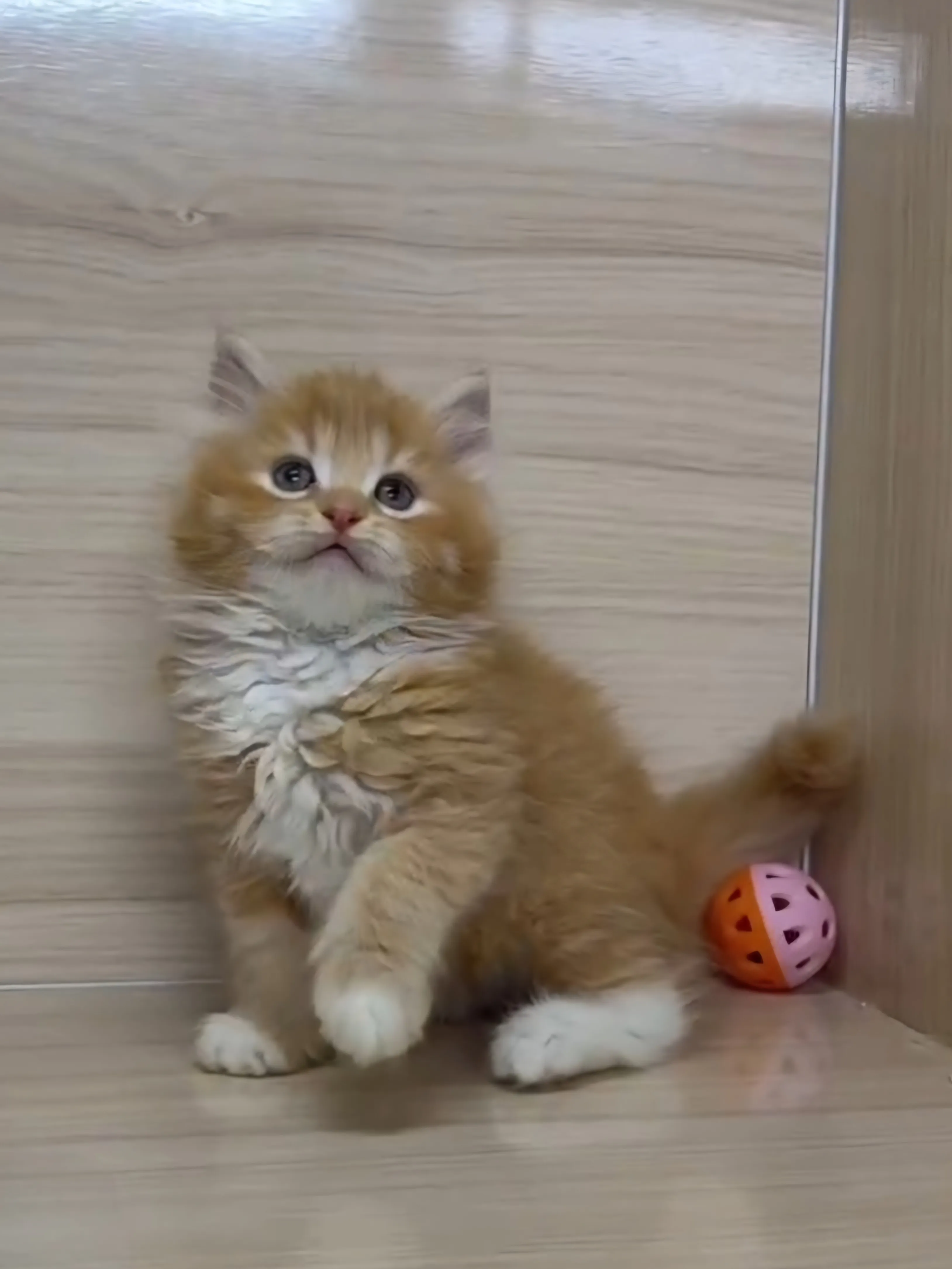 橘白英長弟弟 (已找到家人)