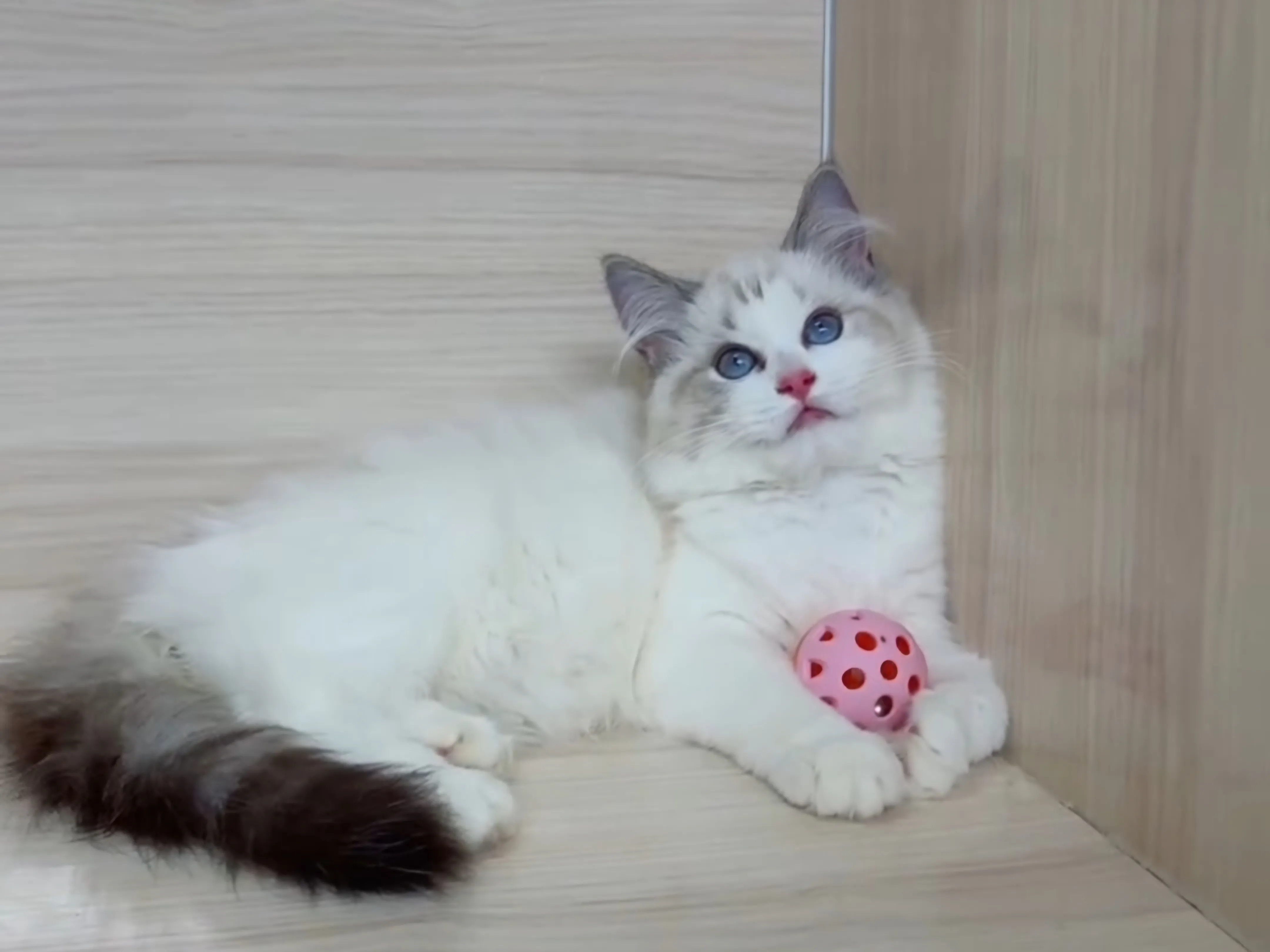 海山雙布偶妹妹 