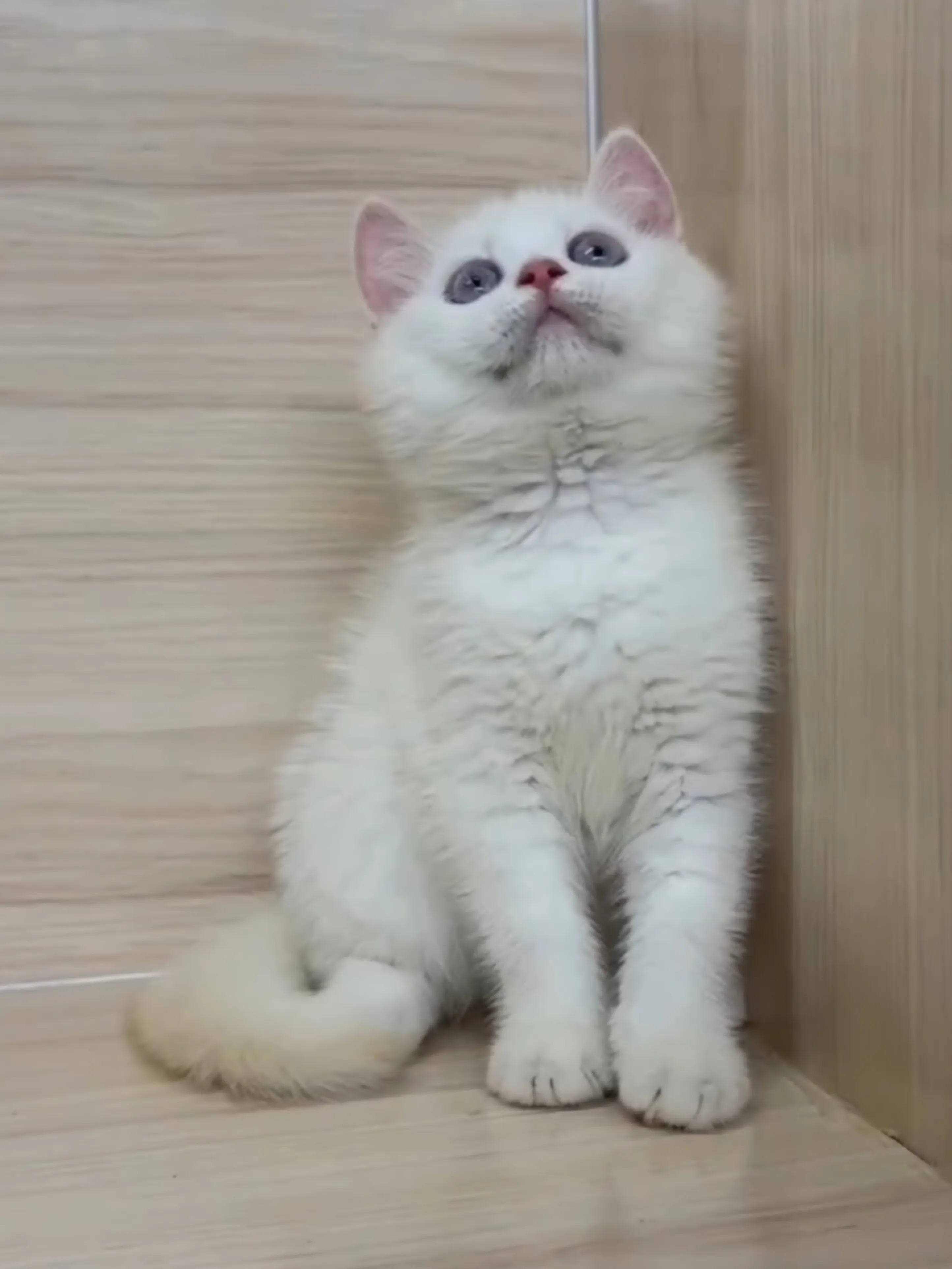 奶油重點英短弟弟