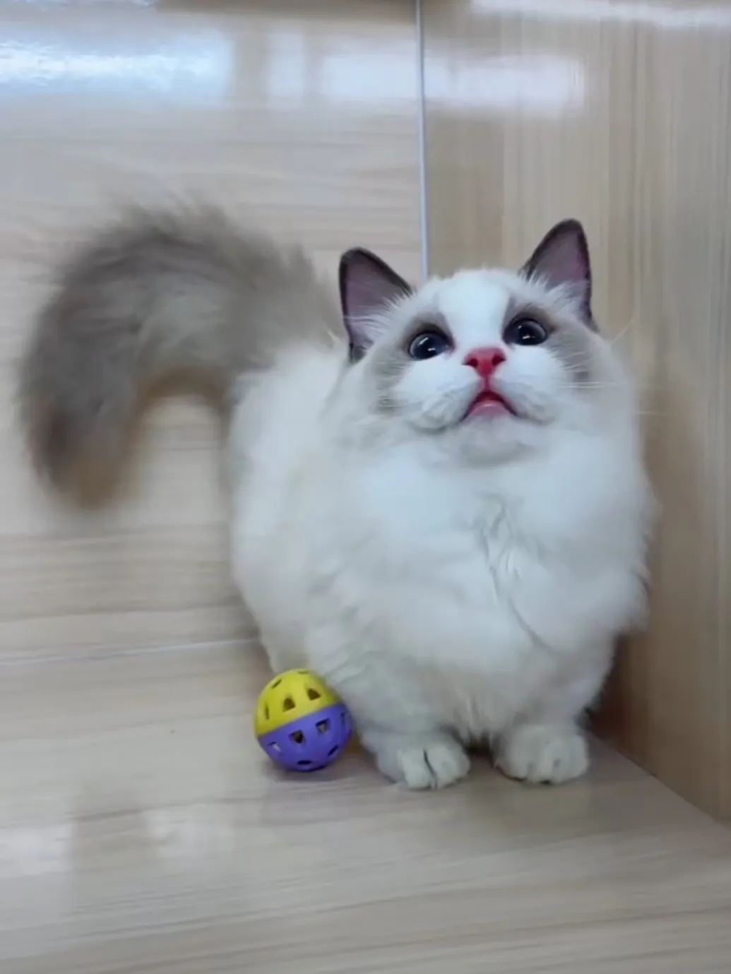 布偶藍雙短腳妹妹