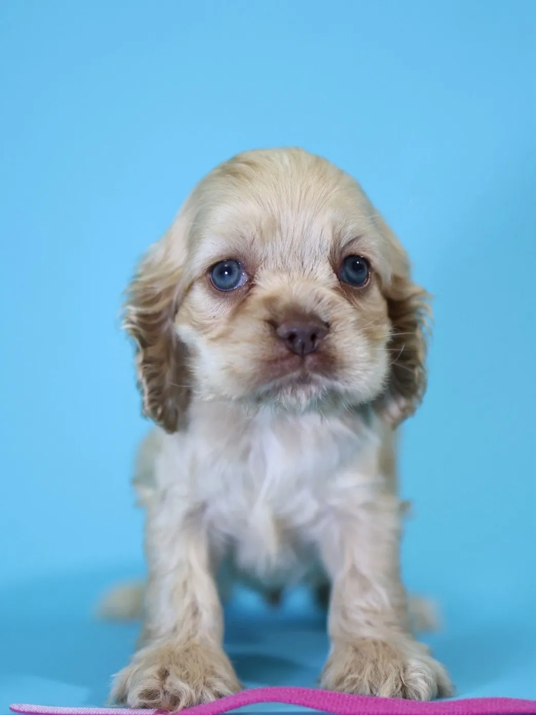 奶油美系可卡妹妹