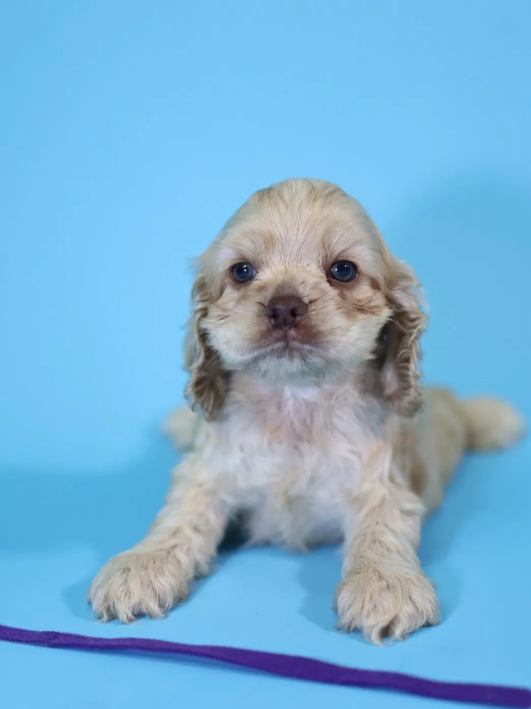 奶油美系可卡妹妹