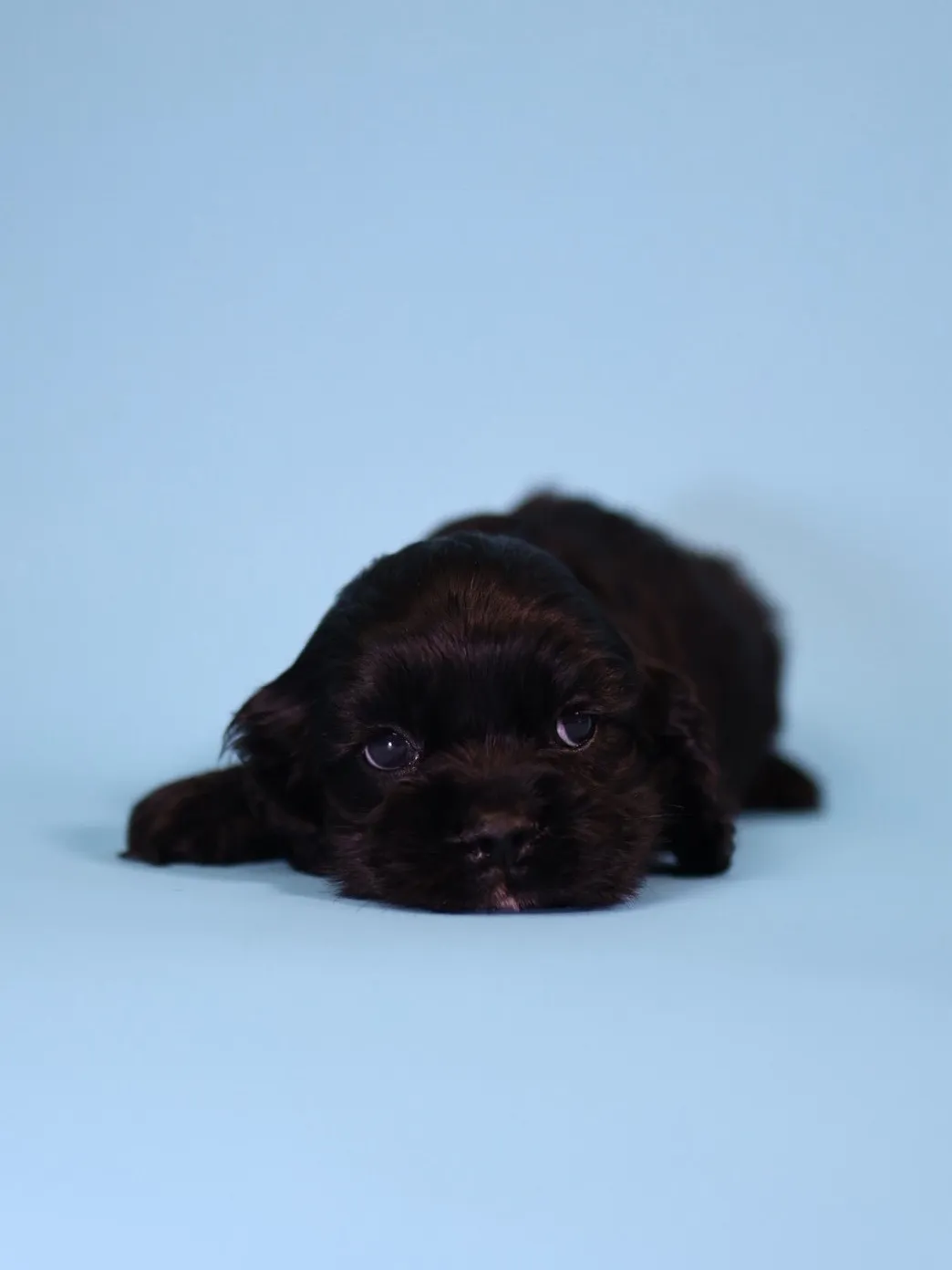 黑美系可卡妹妹