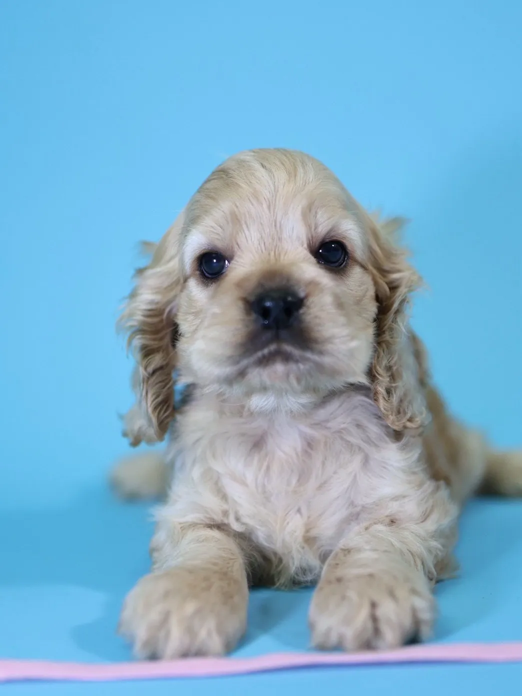 奶油美系可卡妹妹