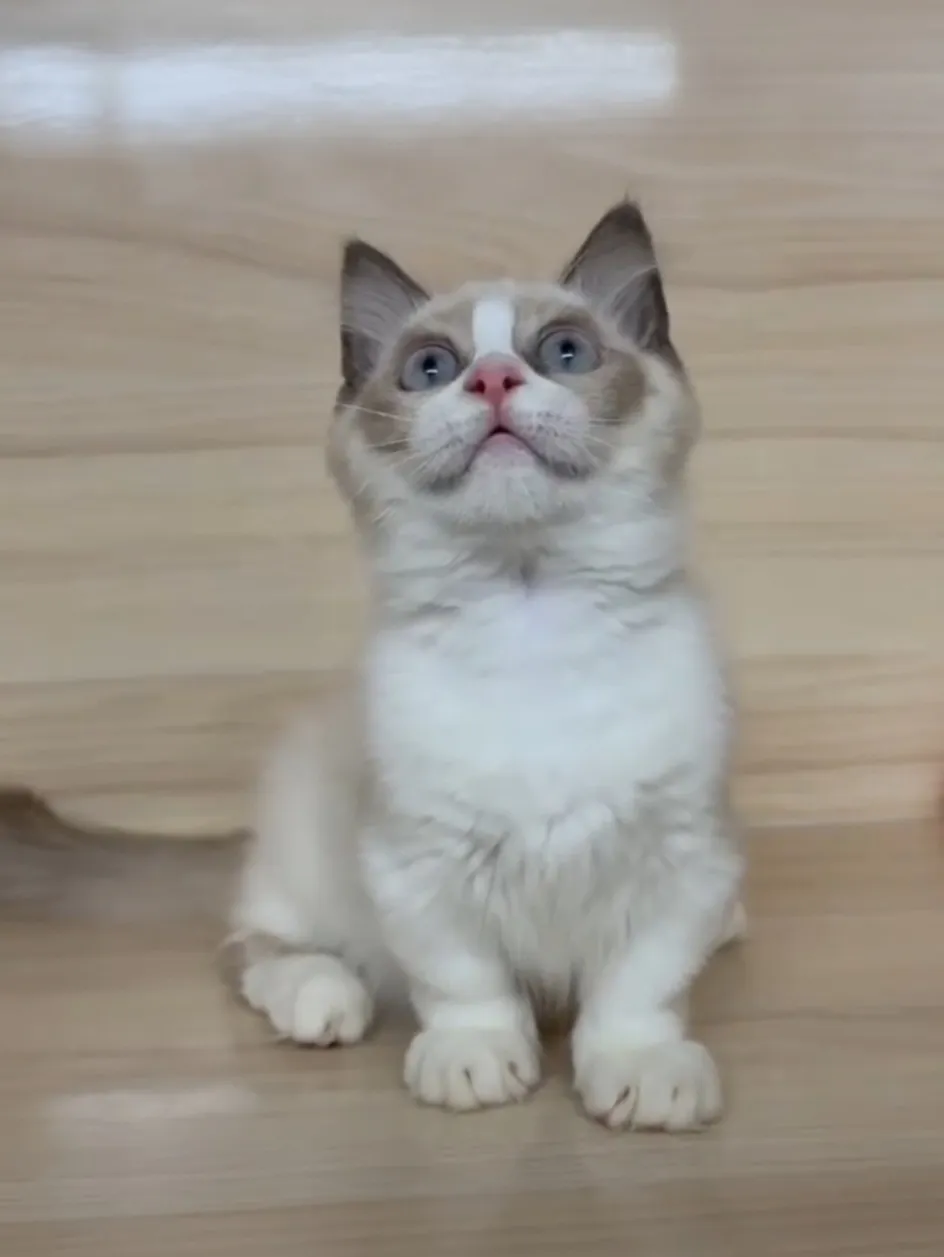 海雙布偶小布舞曲妹妹