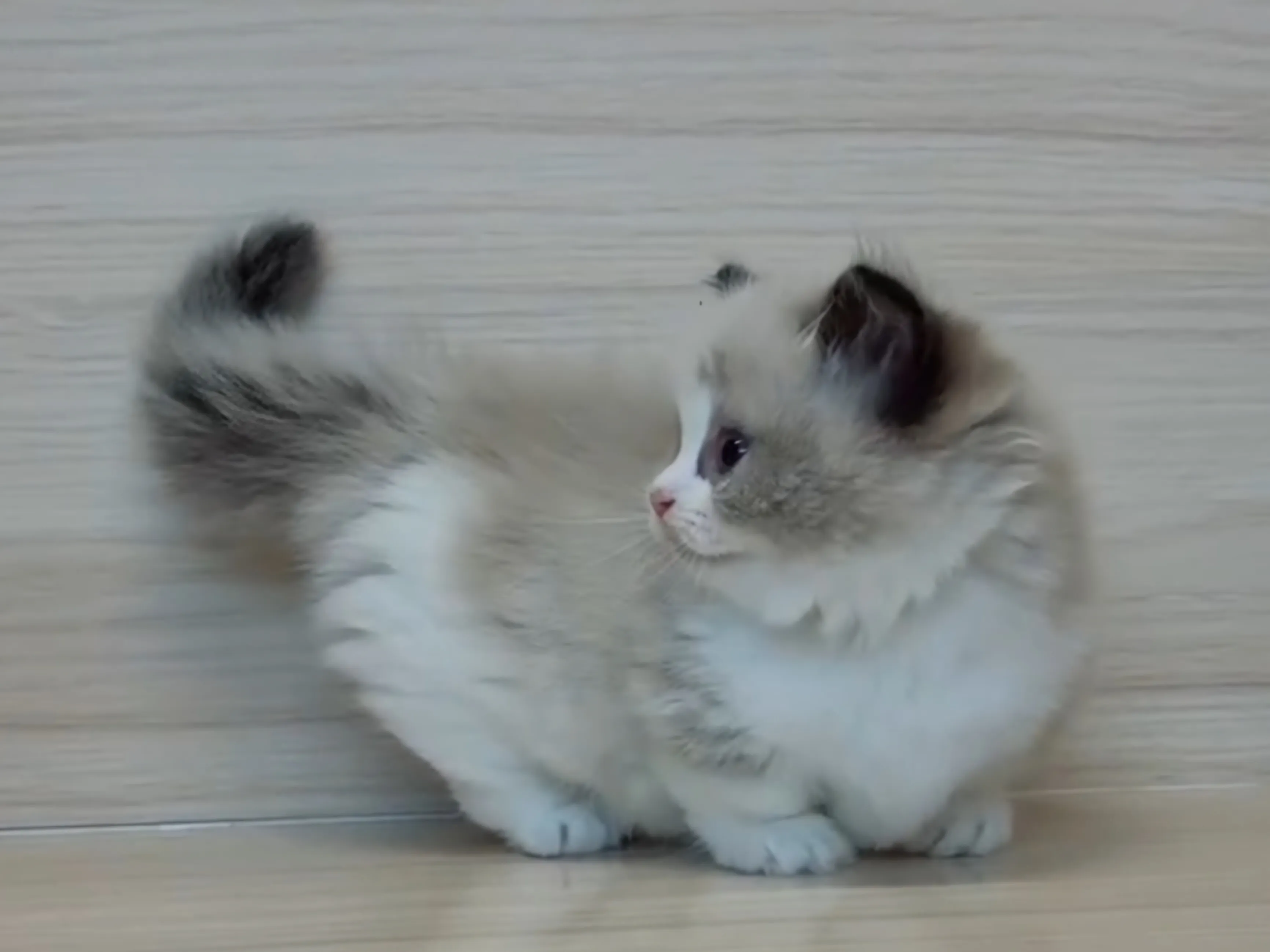 海雙布偶小布舞曲妹妹