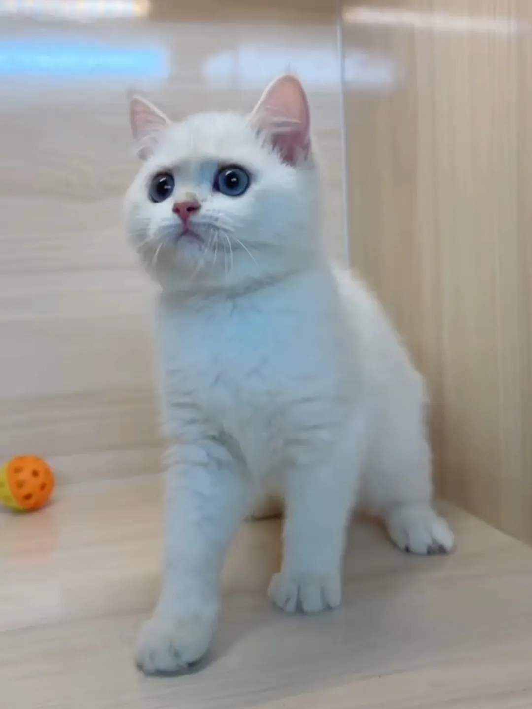 金點英短妹妹 (已找到家人)