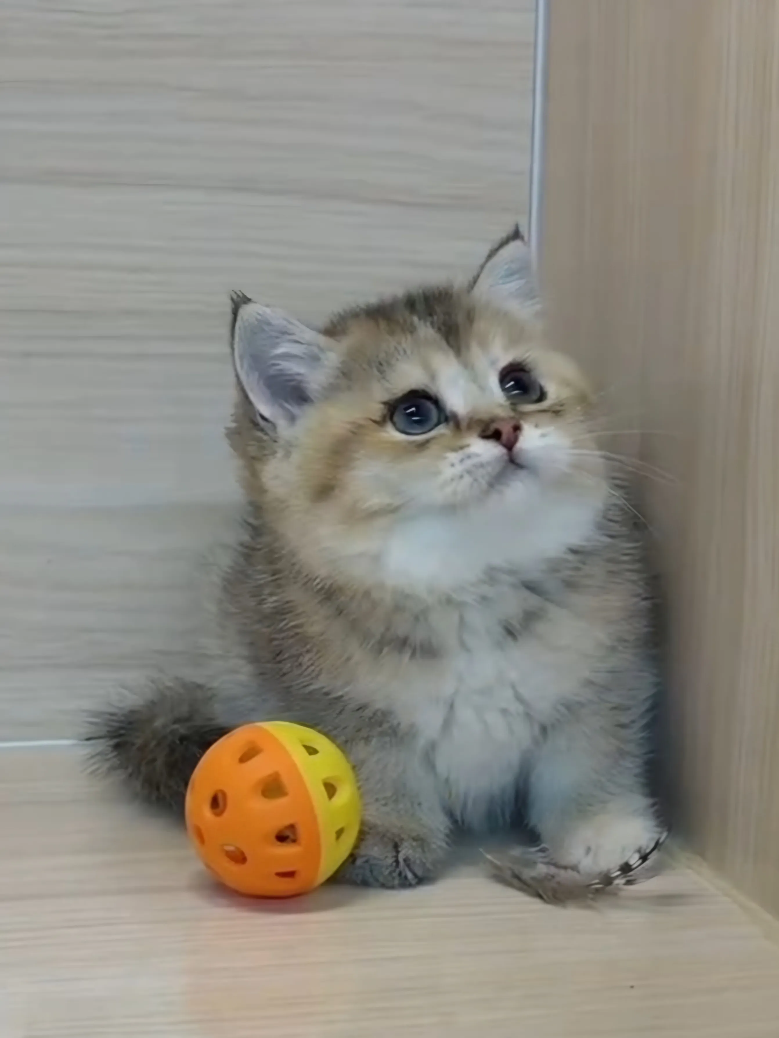 黑金漸層妹妹 (已找到家人) 