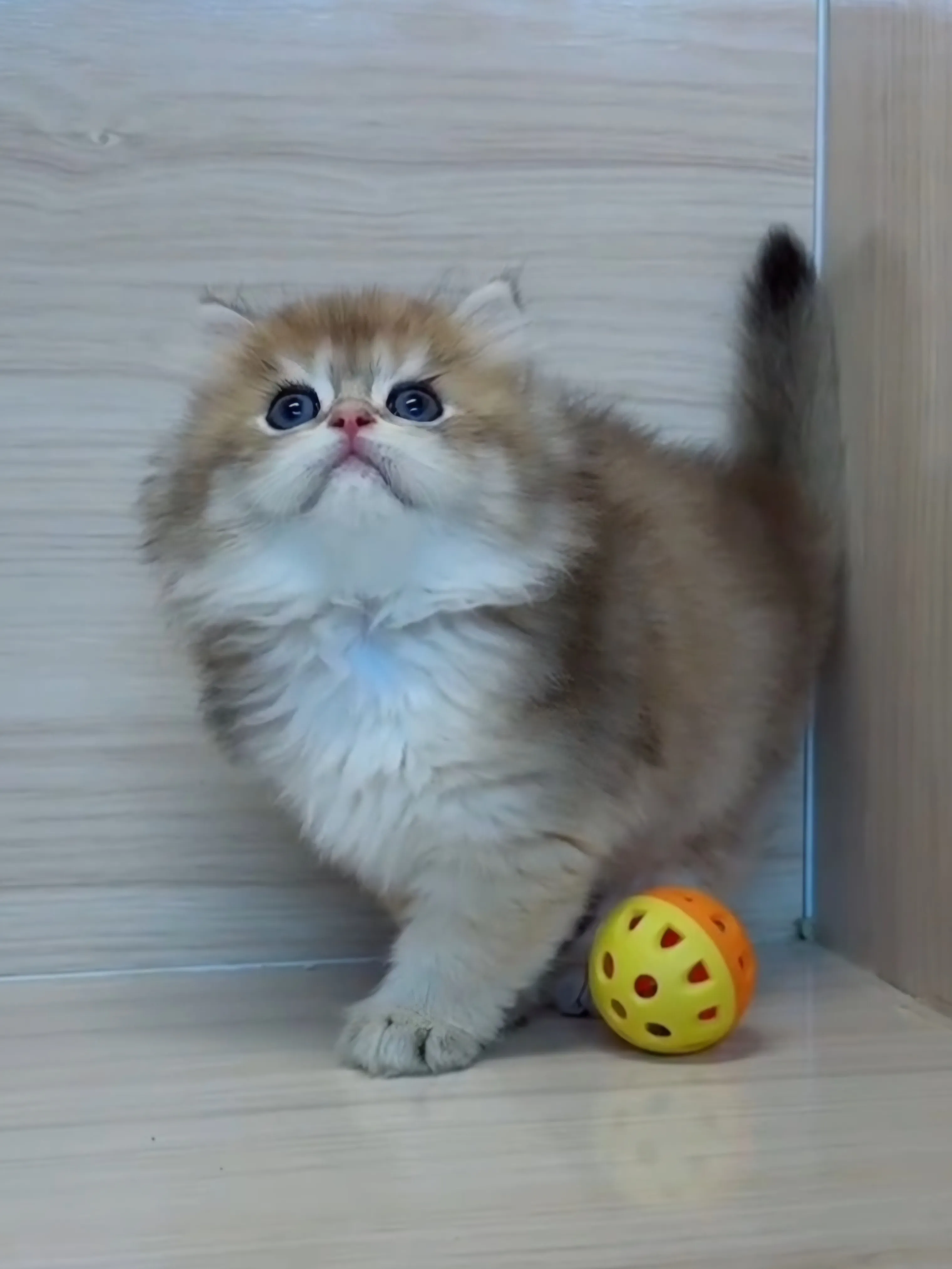 長毛金漸層弟弟 (已找到家人)