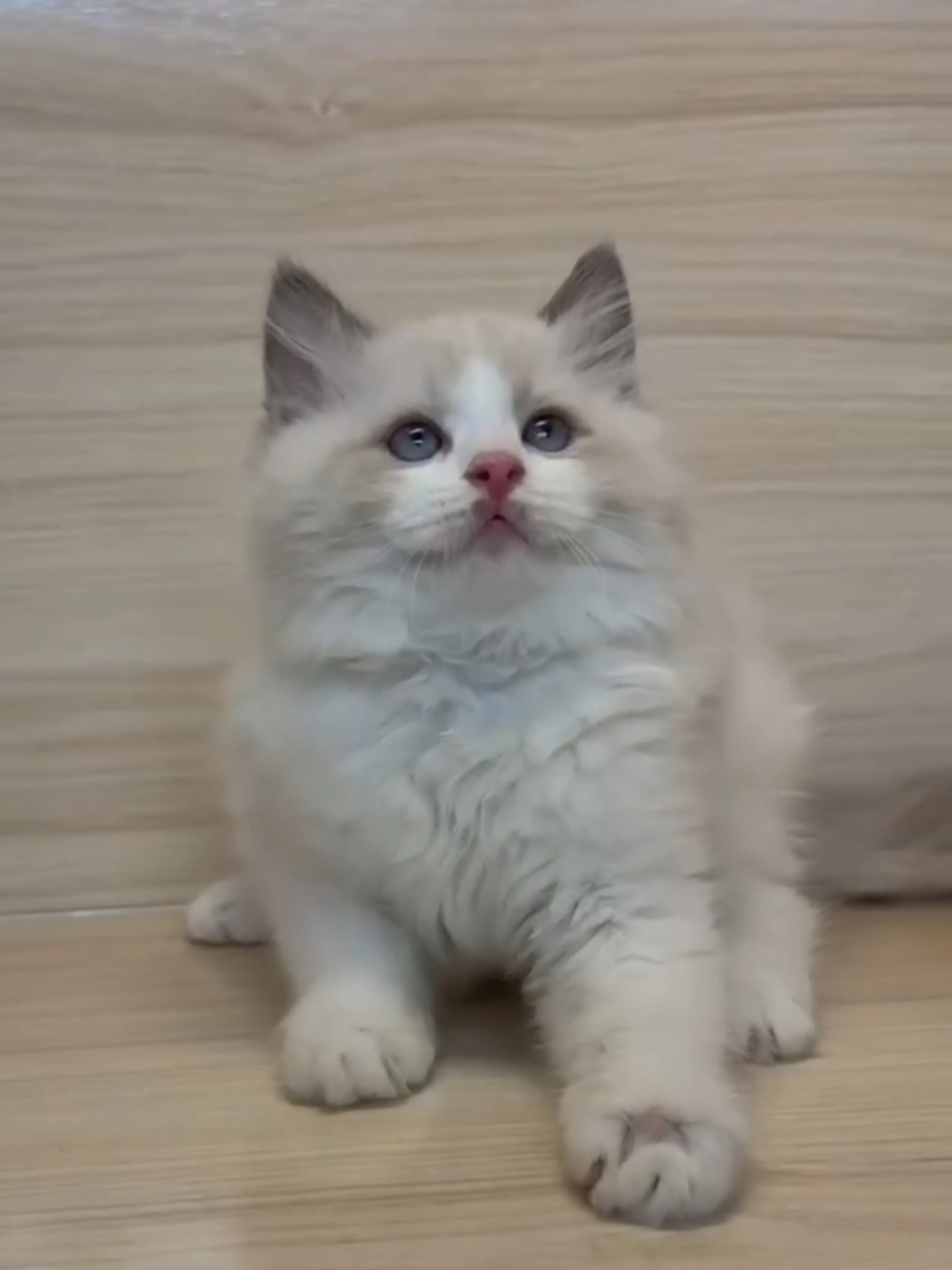 藍雙布偶弟弟 (已找到家人)