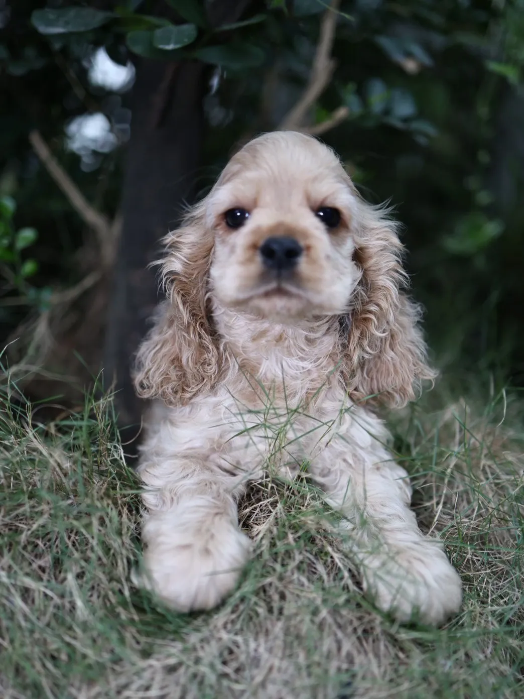 奶油美系可卡妹妹