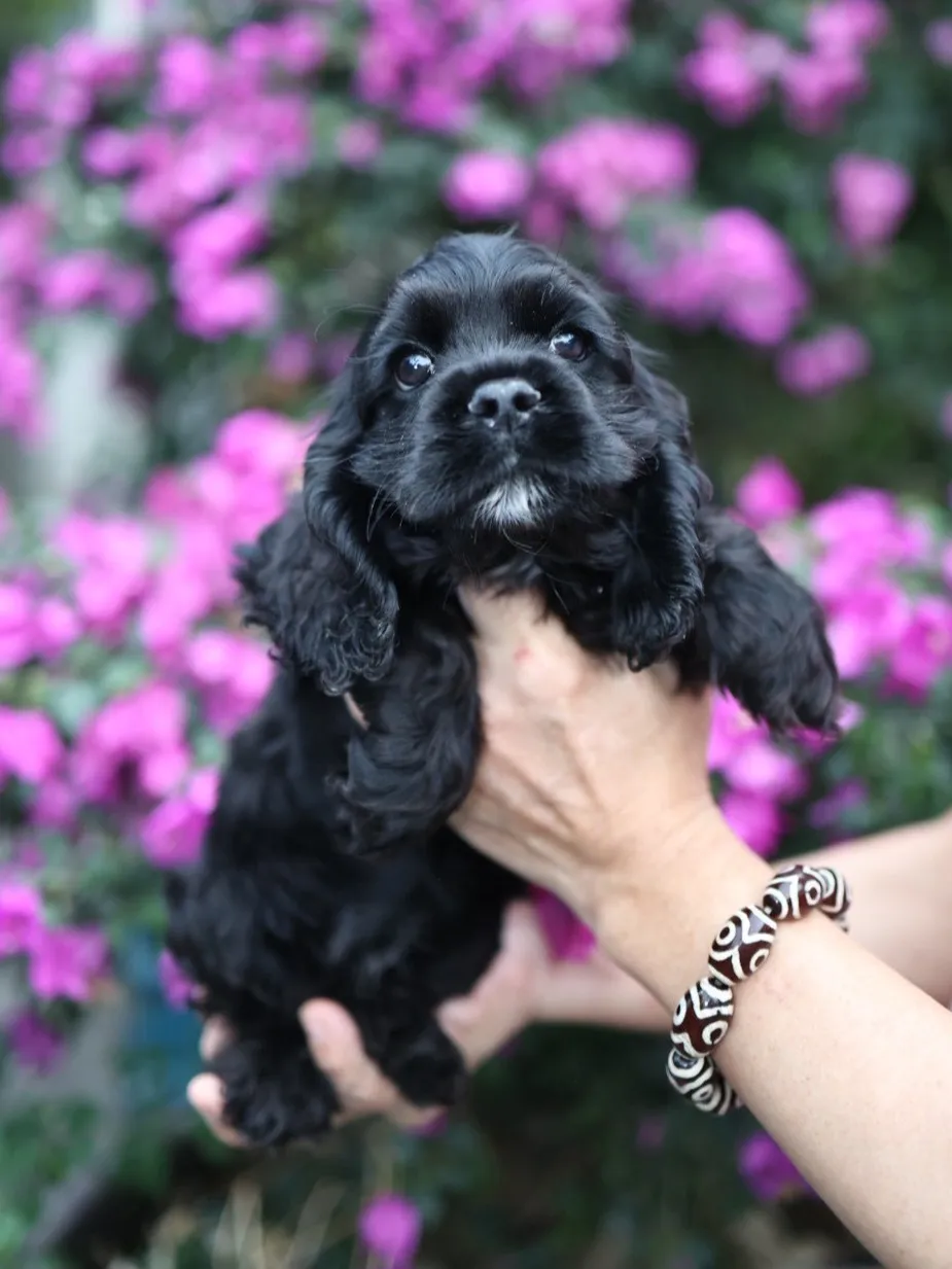 黑美系可卡妹妹