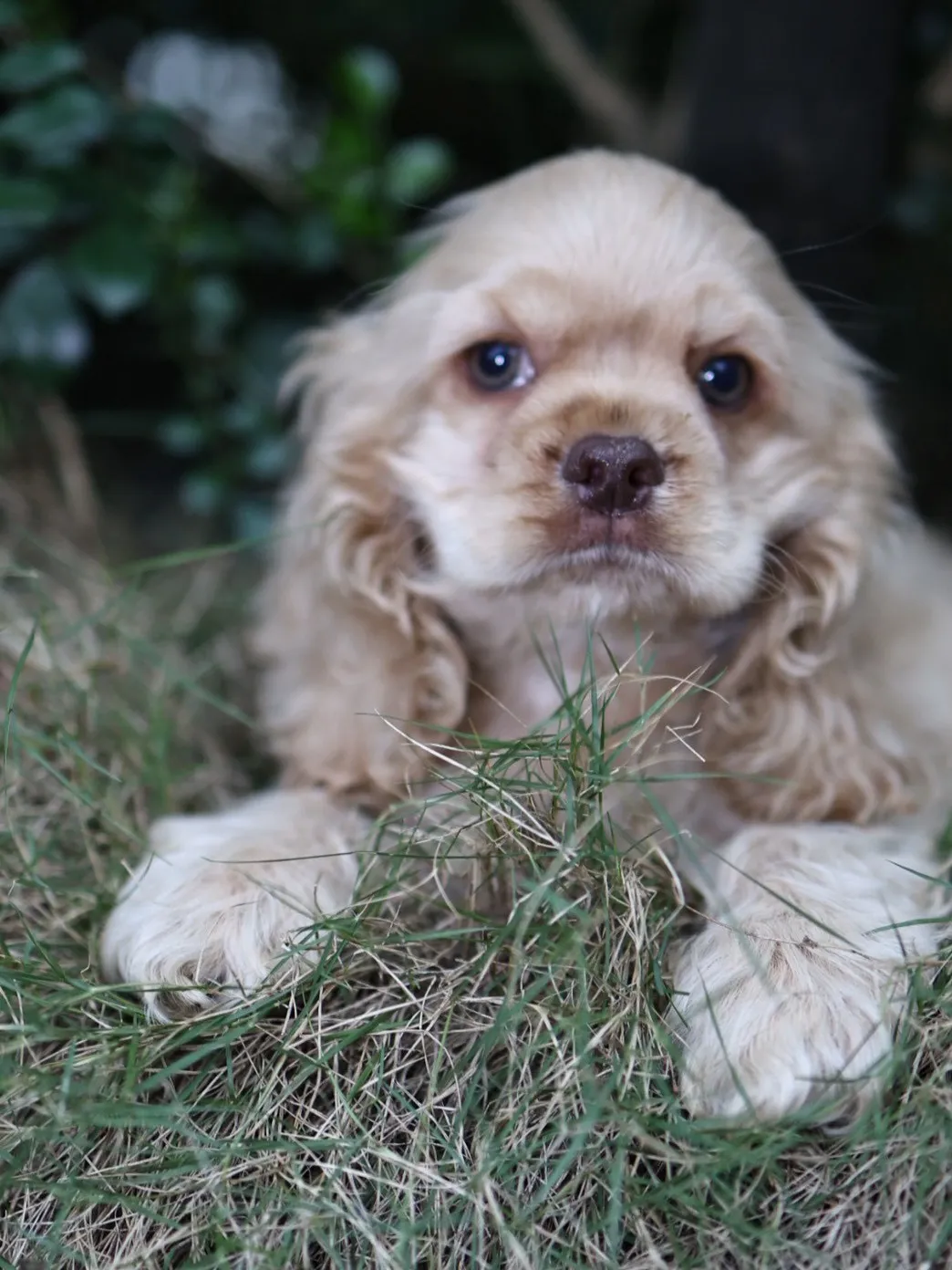 奶油美系可卡妹妹