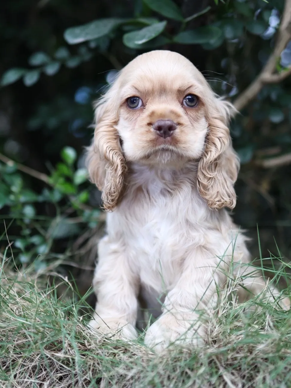 奶油美系可卡妹妹