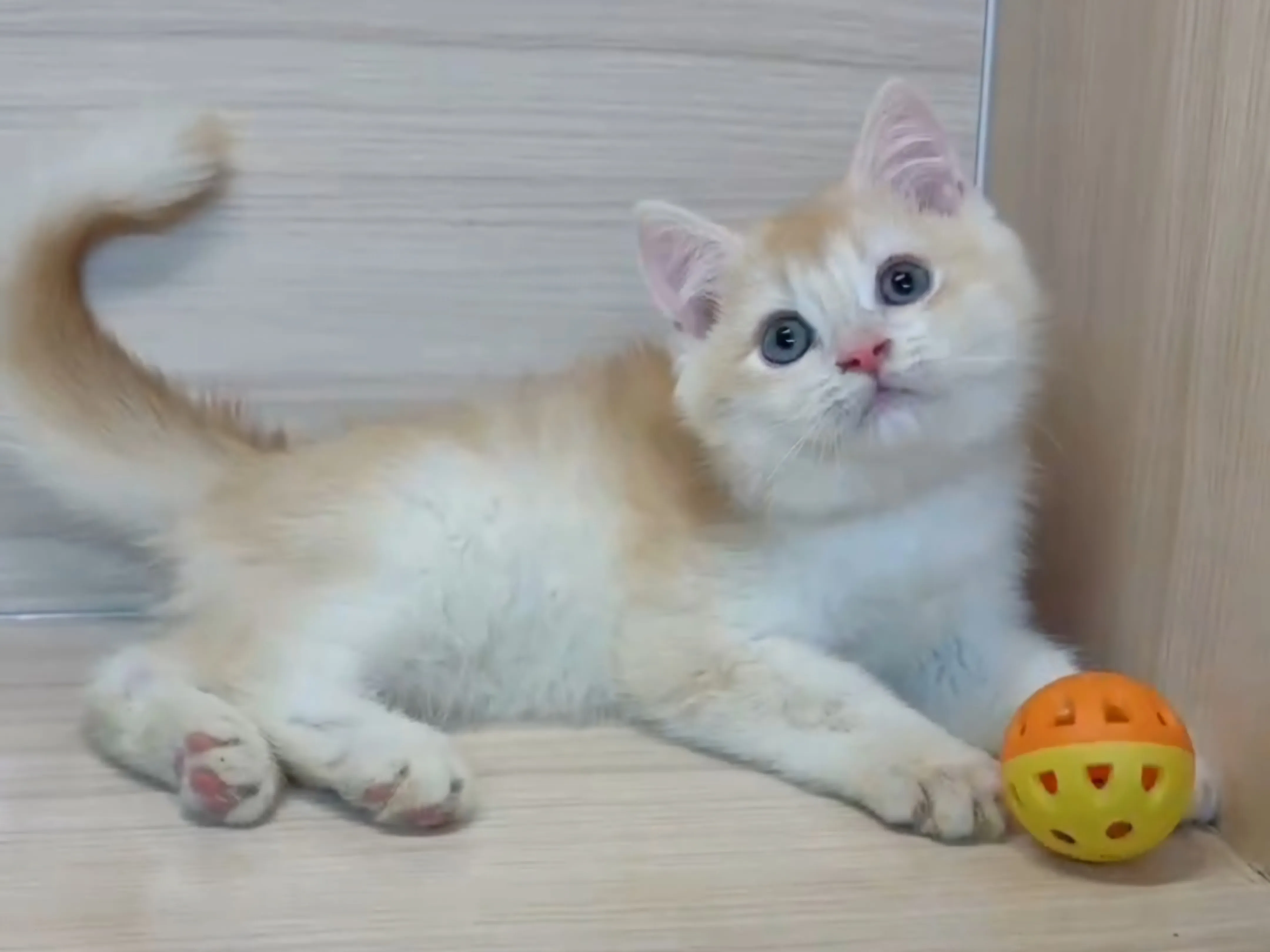 奶茶金英短弟弟