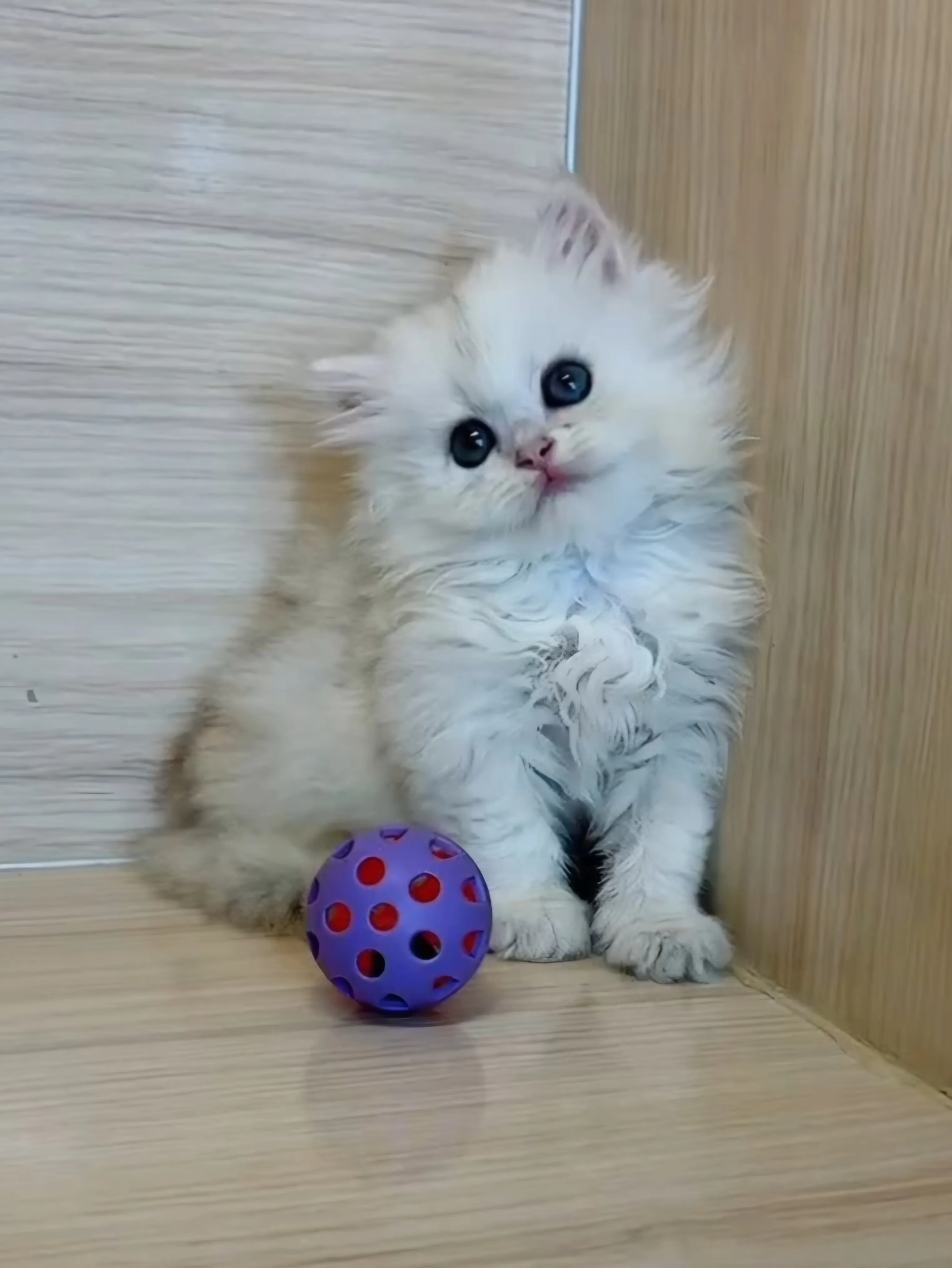 金銀花漸層英長妹妹