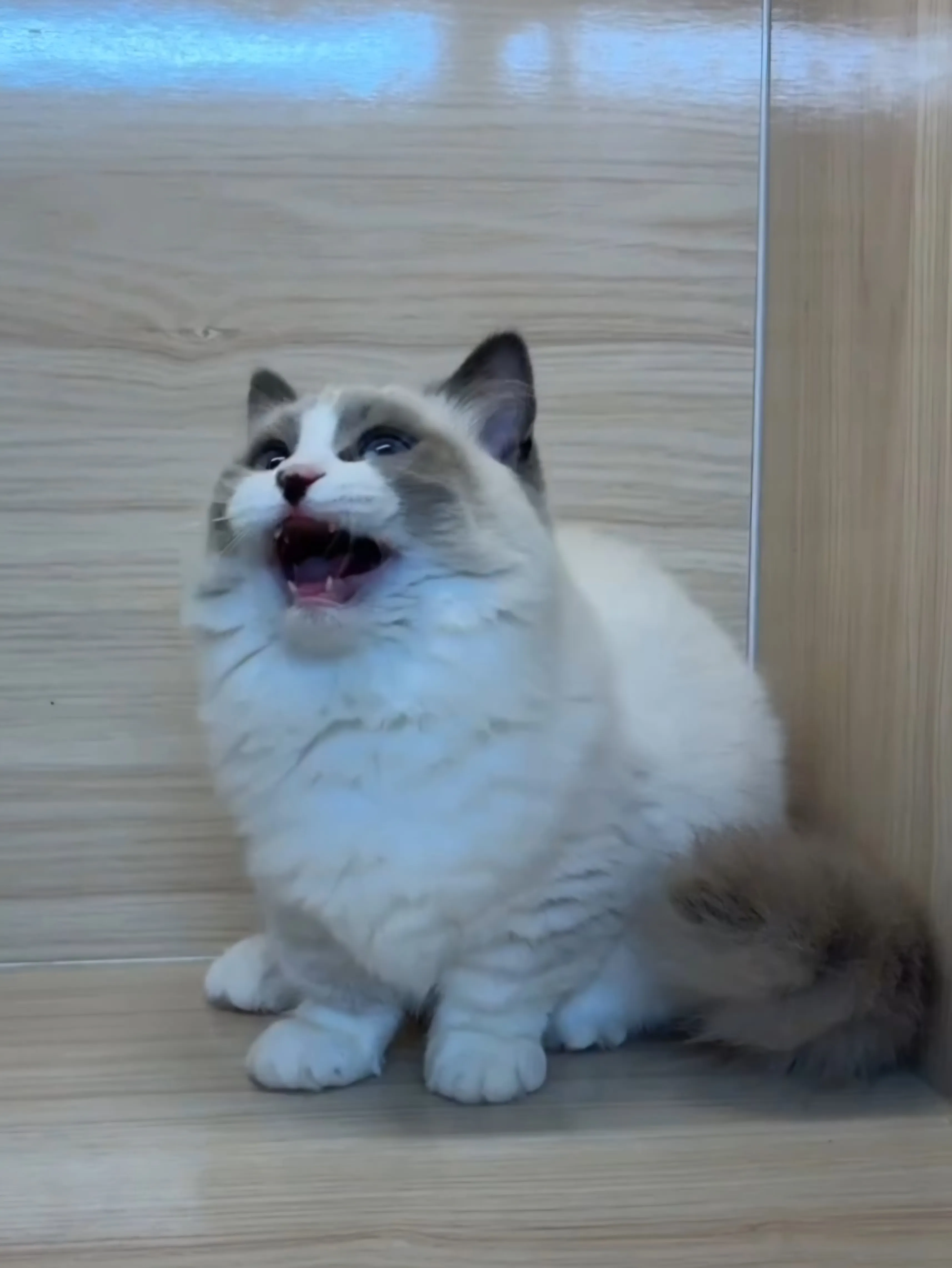 海雙小步舞曲妹妹