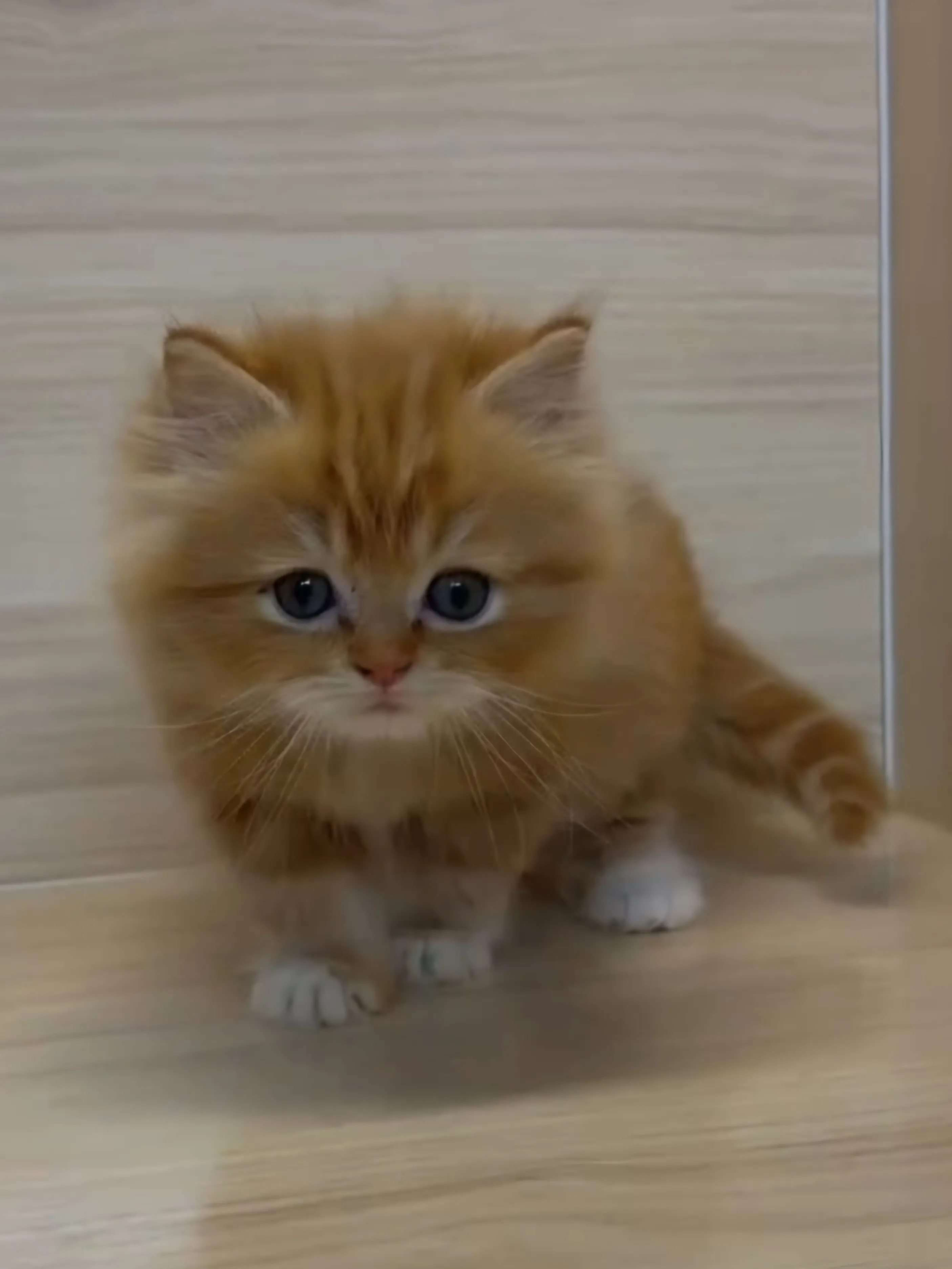 橘白英長弟弟 (已找到家人)