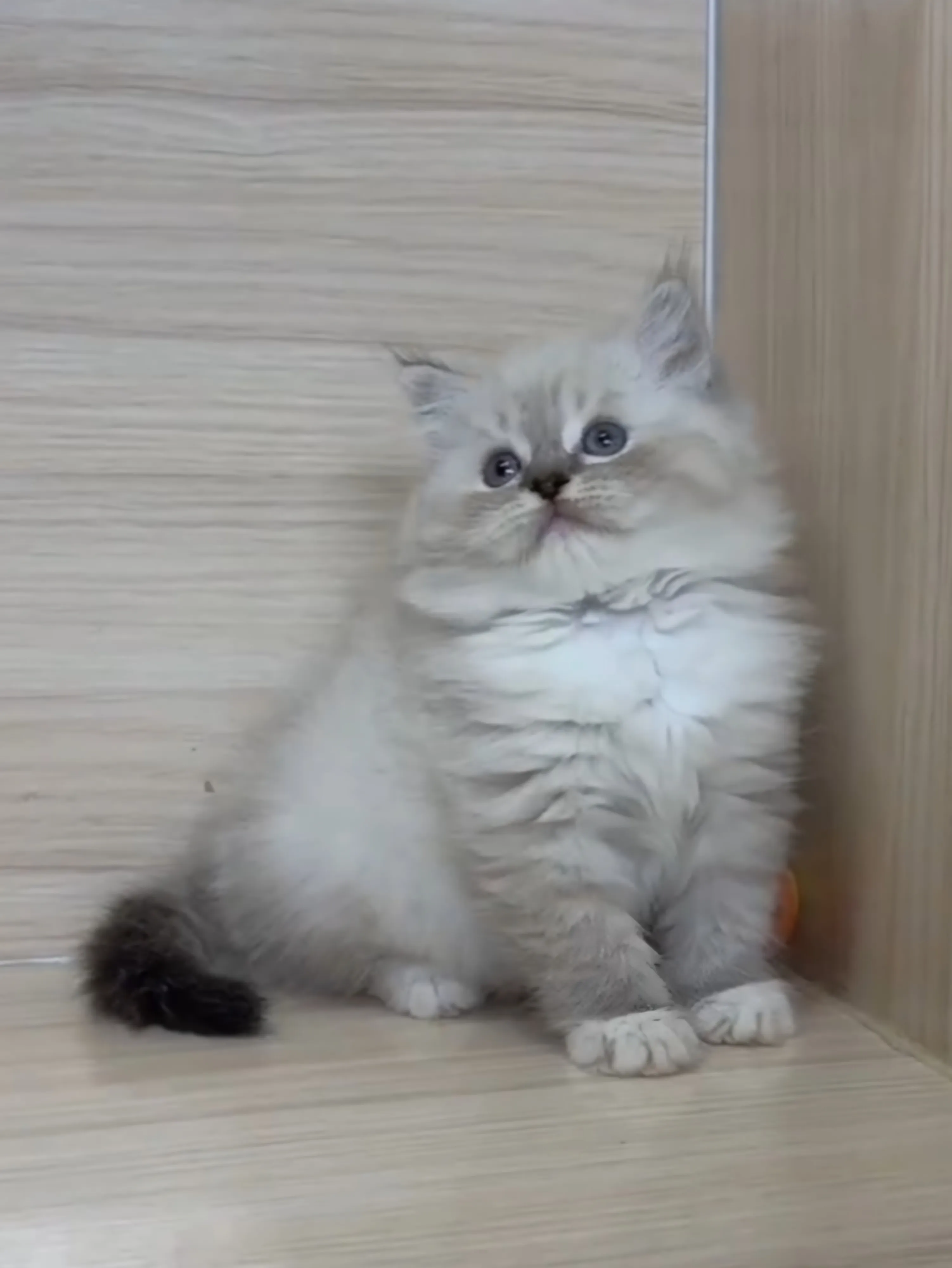 山貓紋英長弟弟