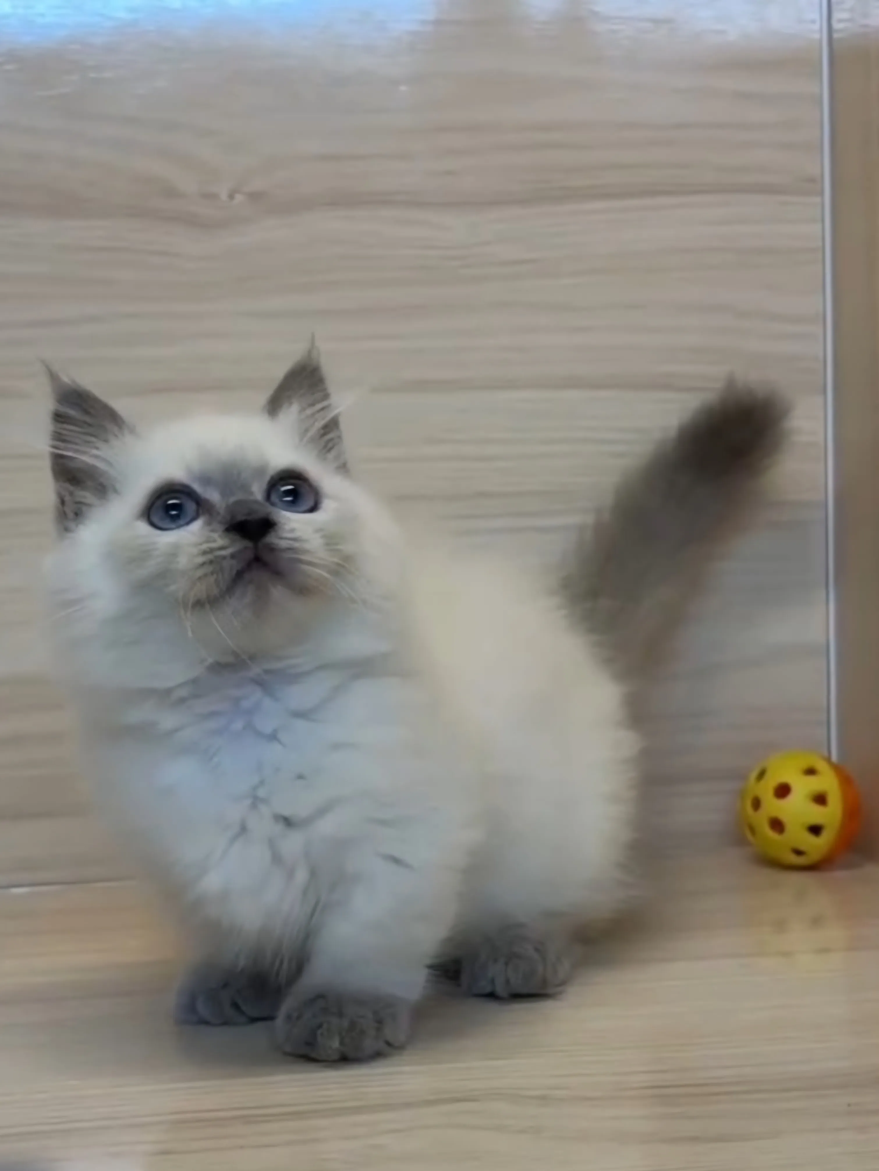 藍重點小部舞曲妹妹