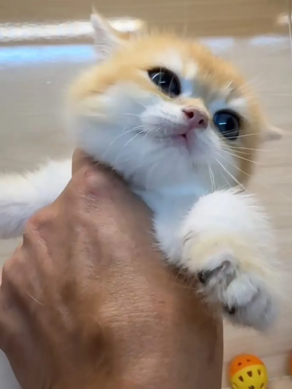 金漸層妹妹 (已找到家人)