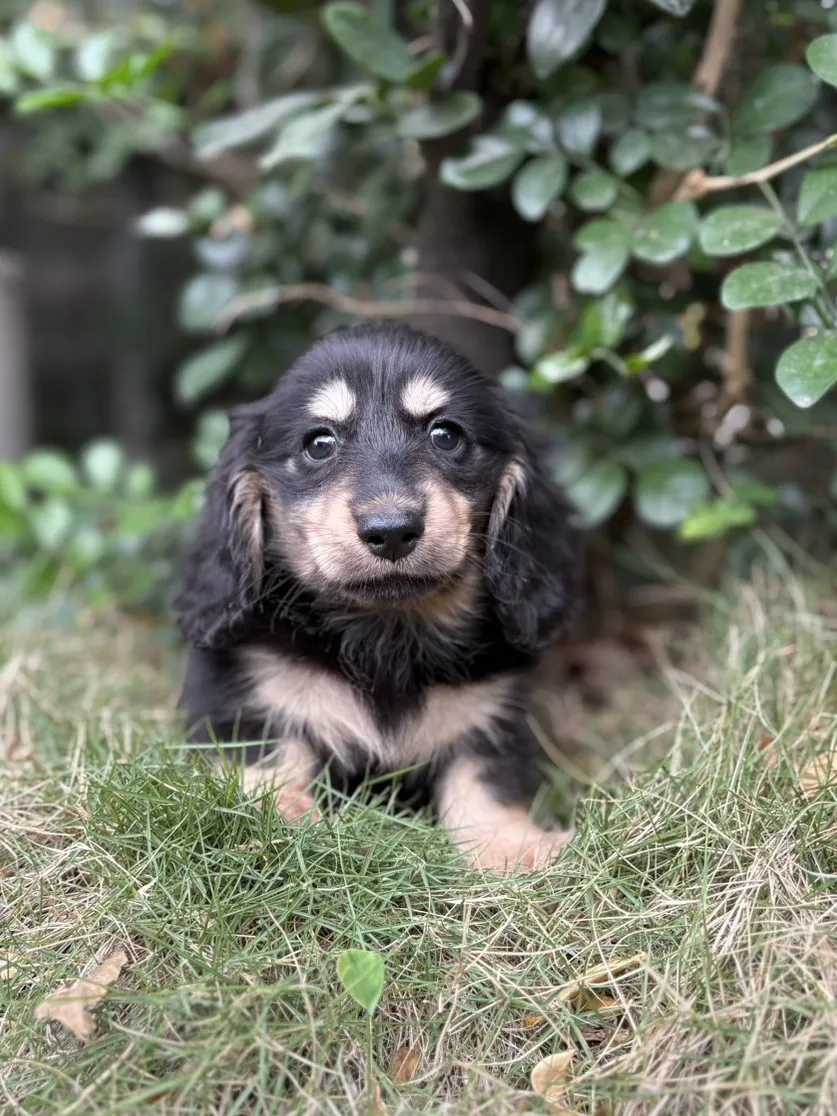 臘腸黑奶弟弟 (已找到家人)