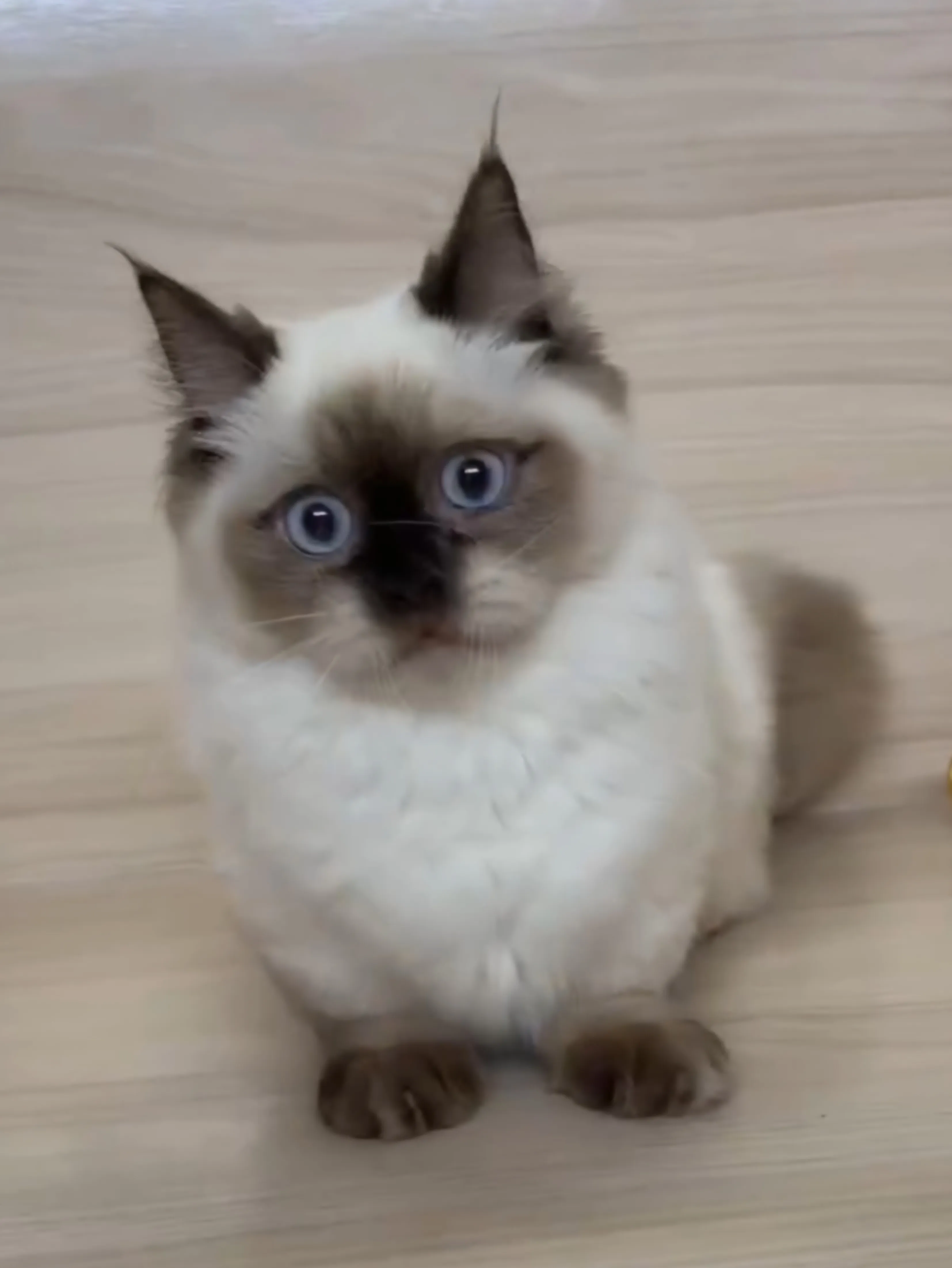 海豹重點小步舞曲妹妹