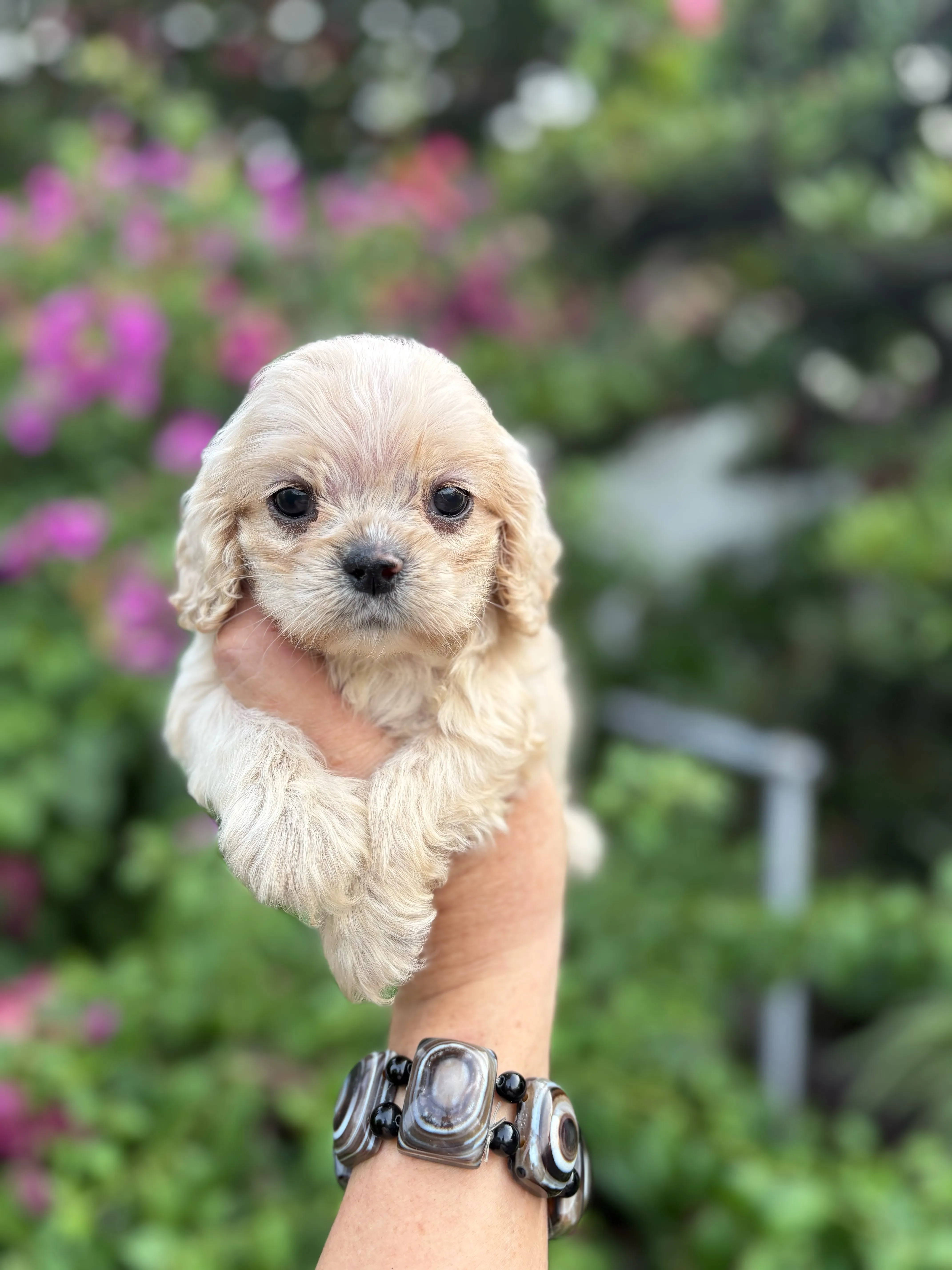 奶油美系可卡3號甜妹