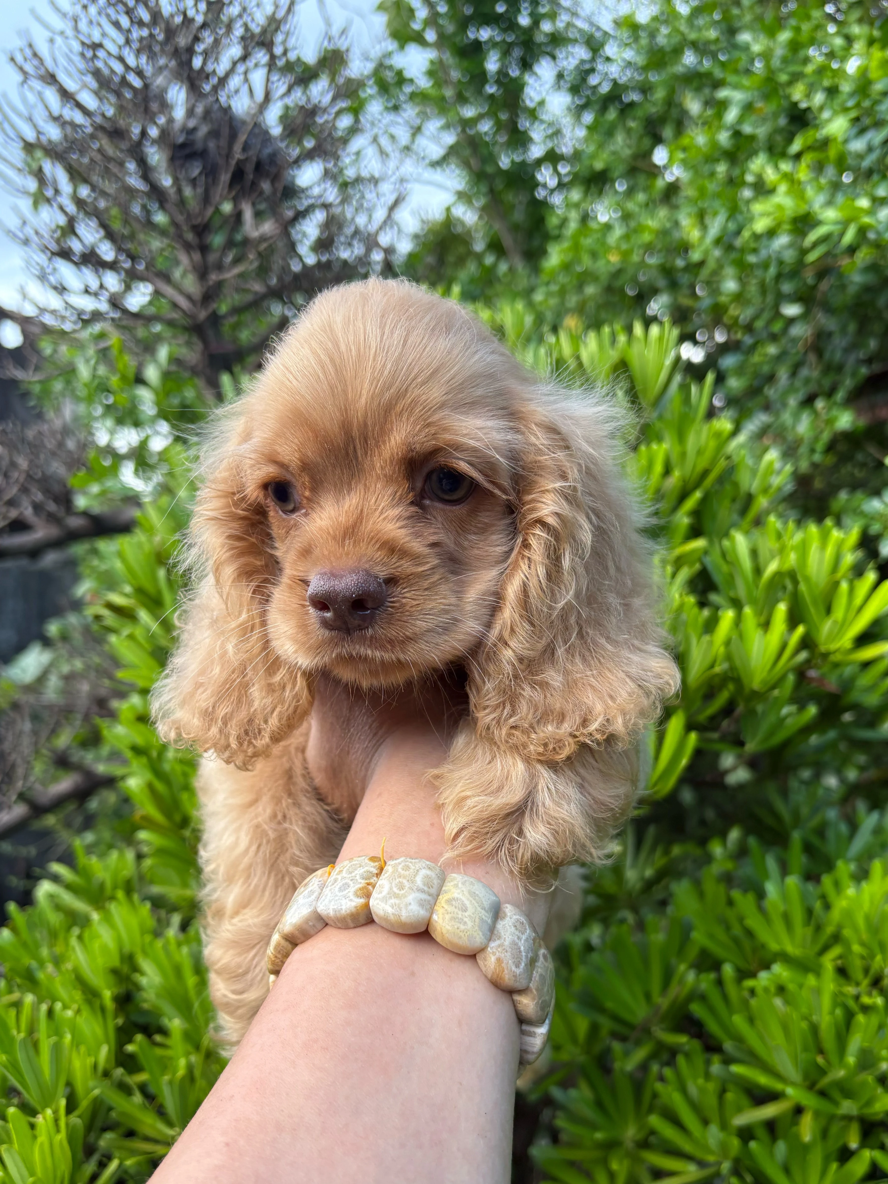 香檳金美式可卡甜妹