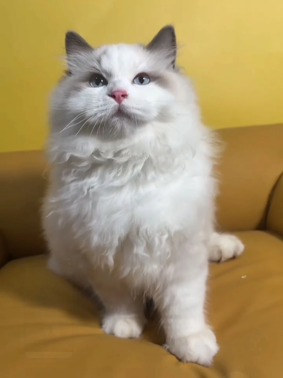藍雙布偶弟弟