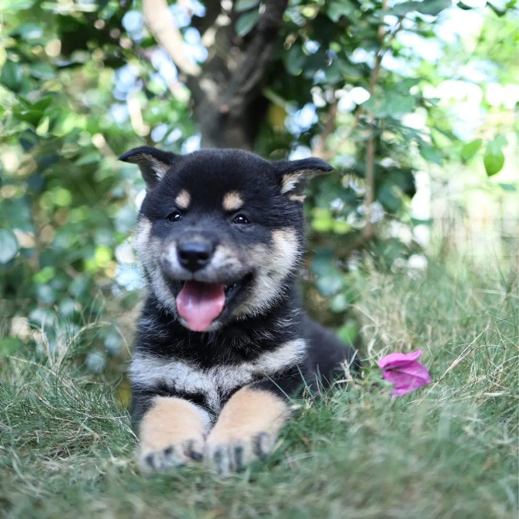 柴犬弟弟/已找到家人