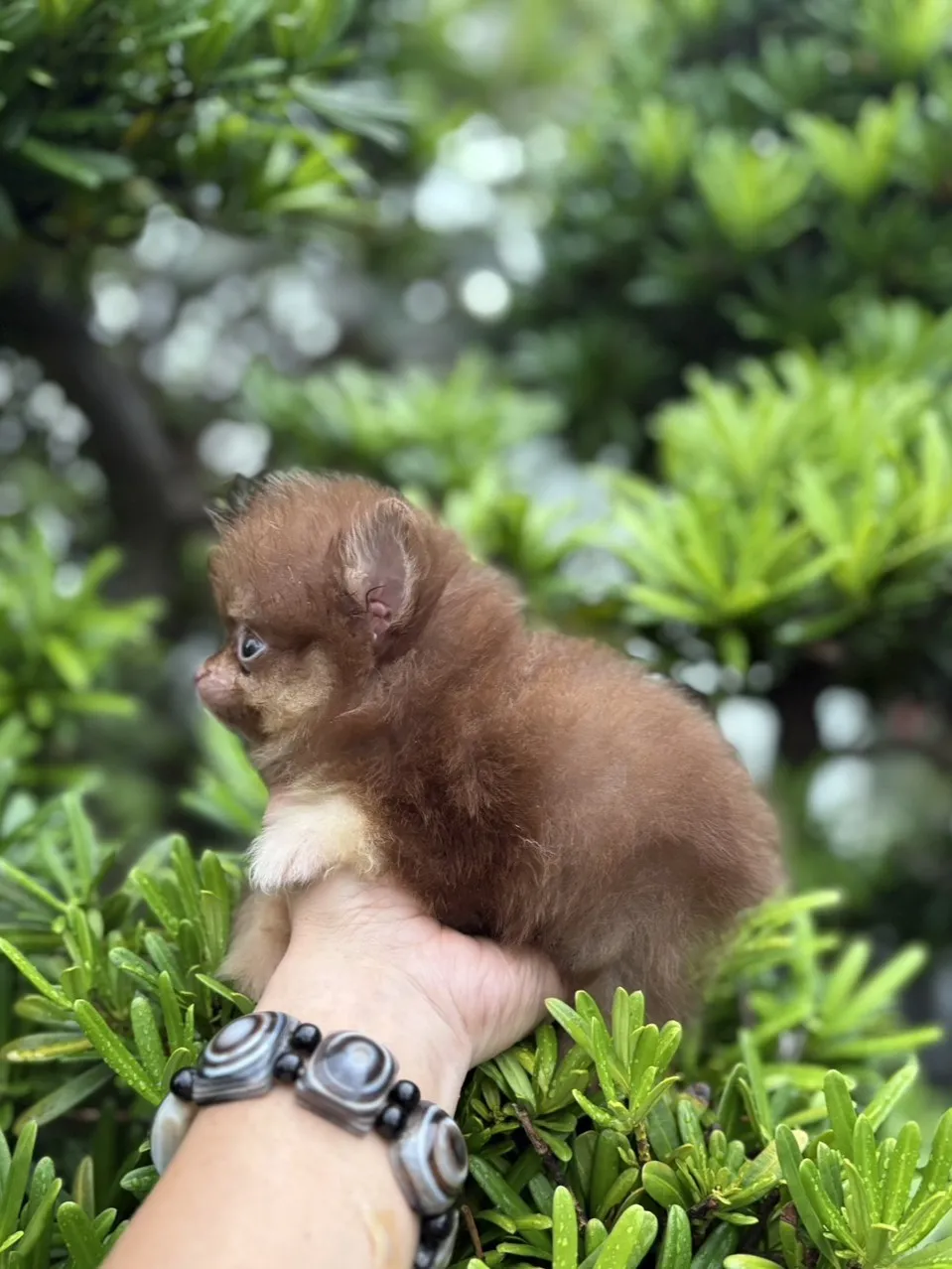 巧花奶博美弟弟 (已找到家人)