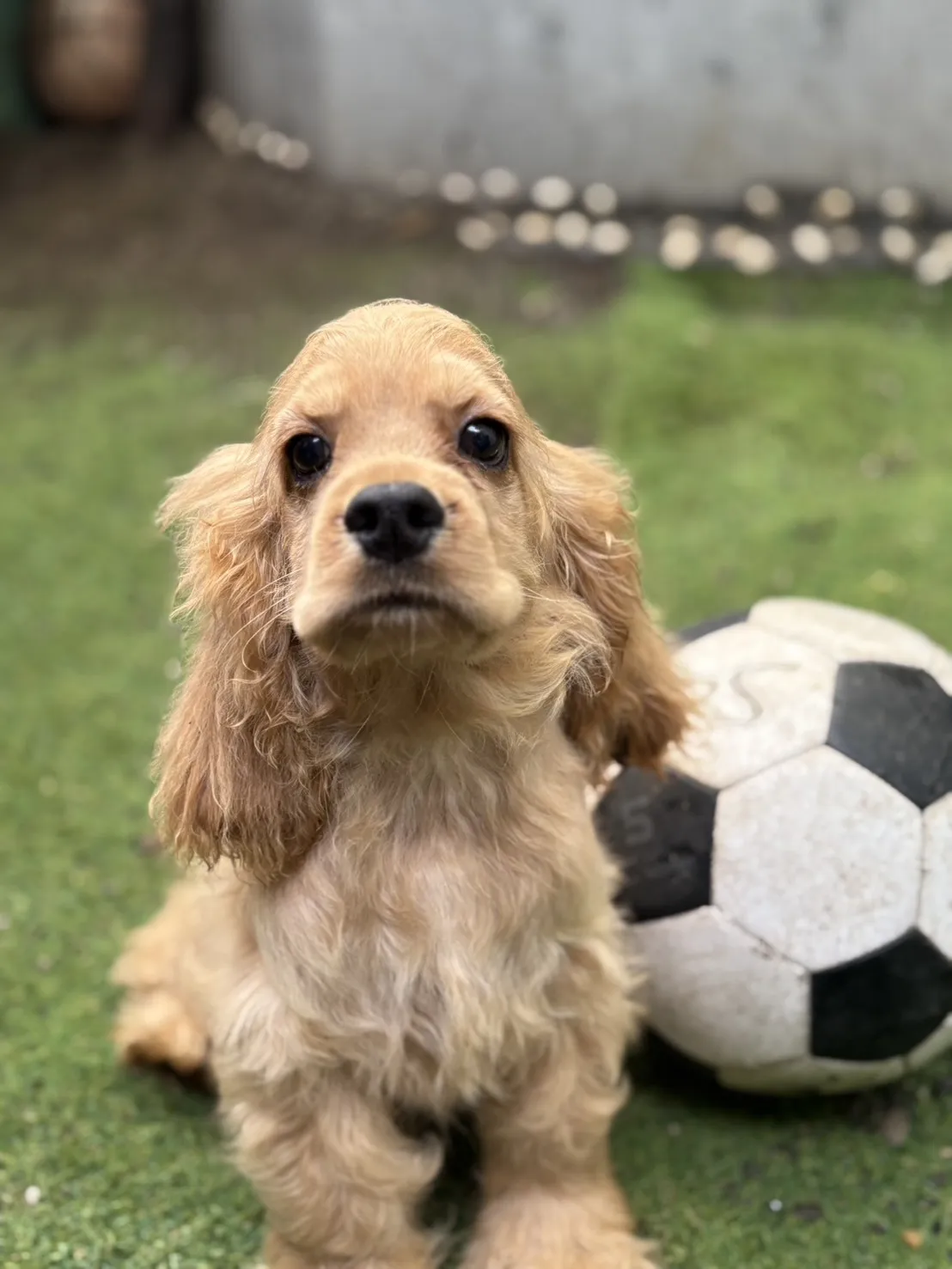 美系奶油可卡弟弟 /已找到家人