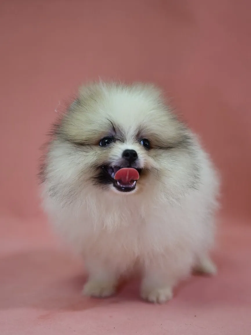 黃白花博美妹妹