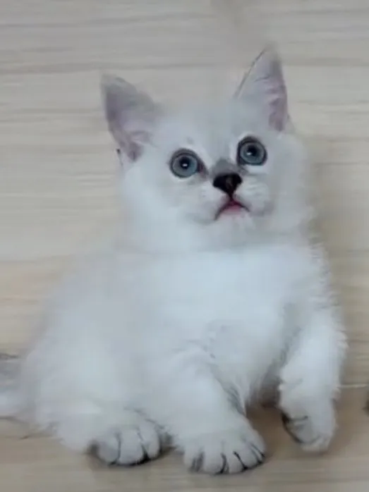 曼赤肯重點弟弟