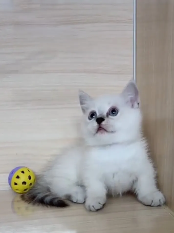 曼赤肯重點弟弟