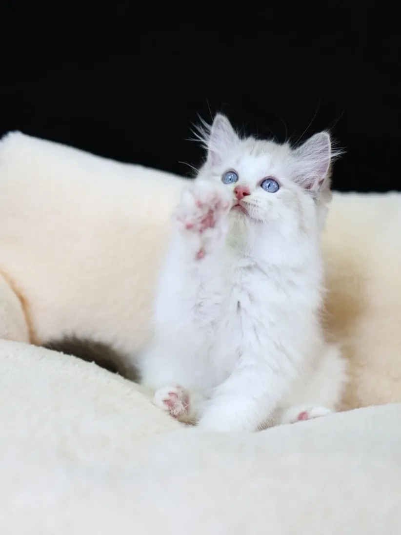 海山雙布偶妹妹 