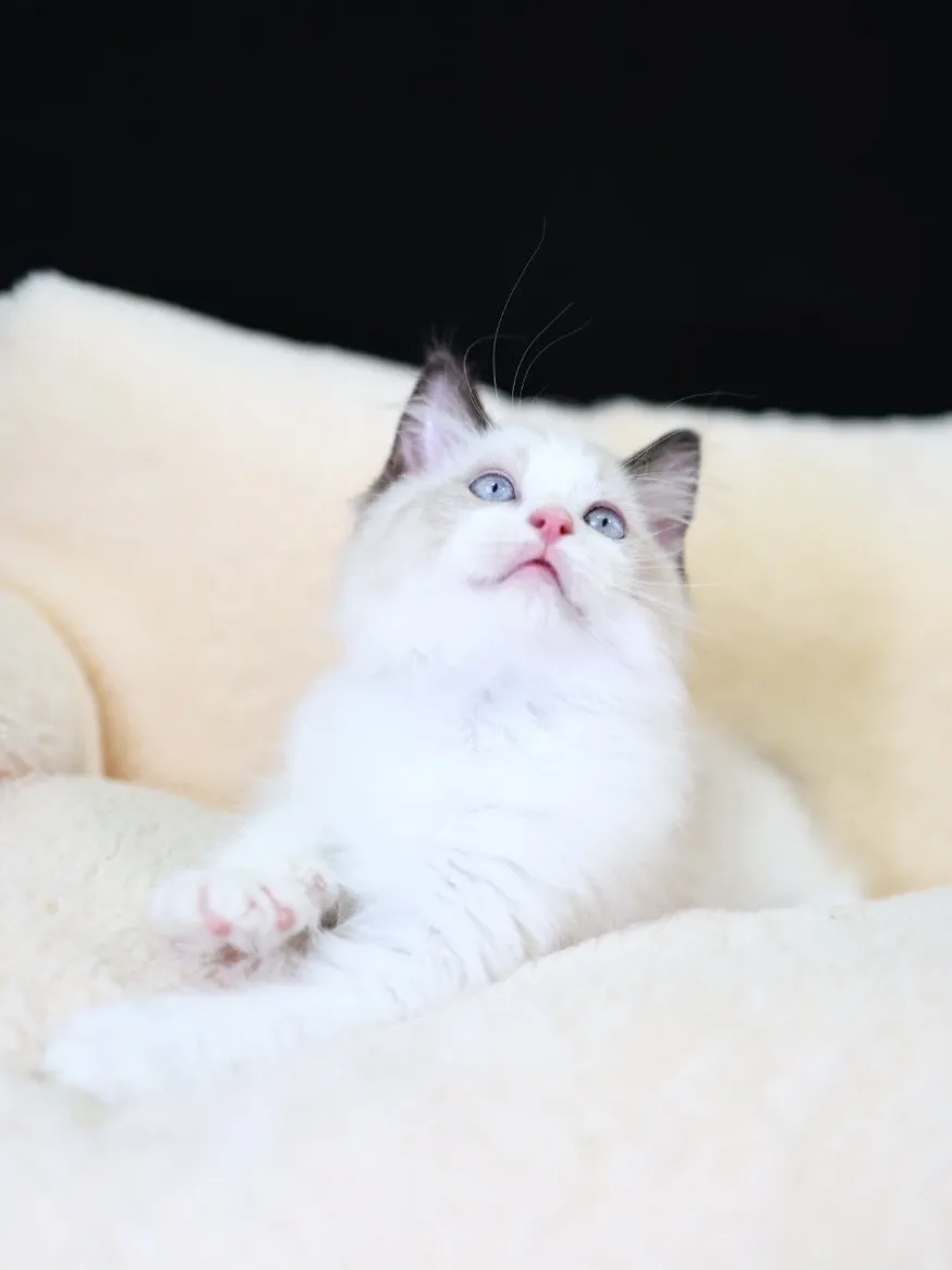 海雙布偶弟弟 (已找到家人)