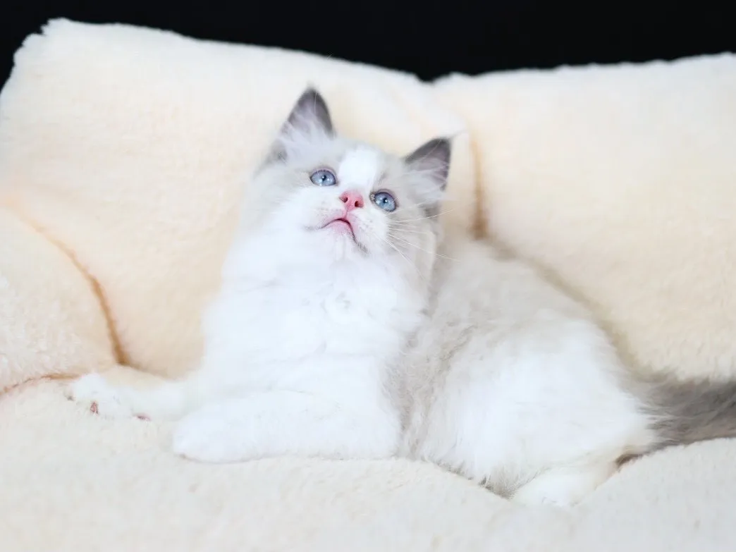 藍雙布偶弟弟 (已找到家人)