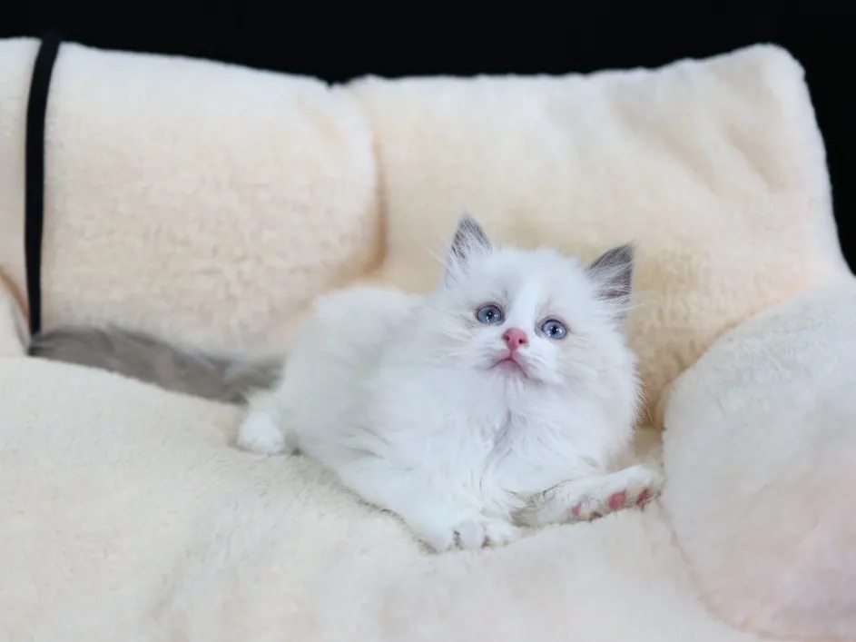 藍雙布偶弟弟 (已找到家人)